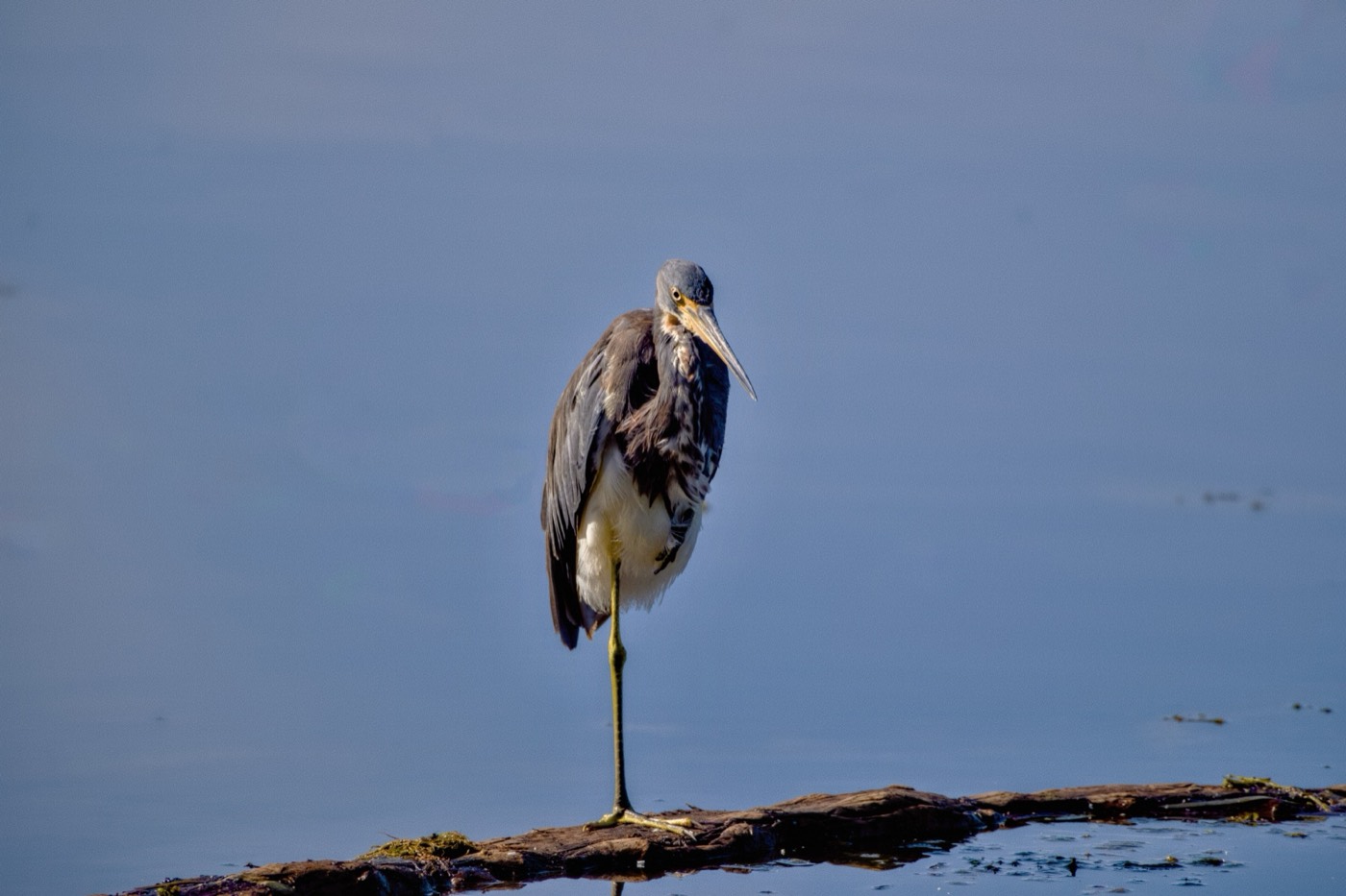 Limpkin, Tampa Bay, Florida — fine art print