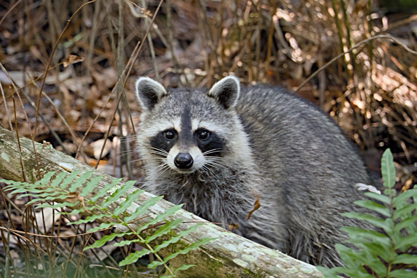 Raccoon, Tampa Bay, Florida — fine art print