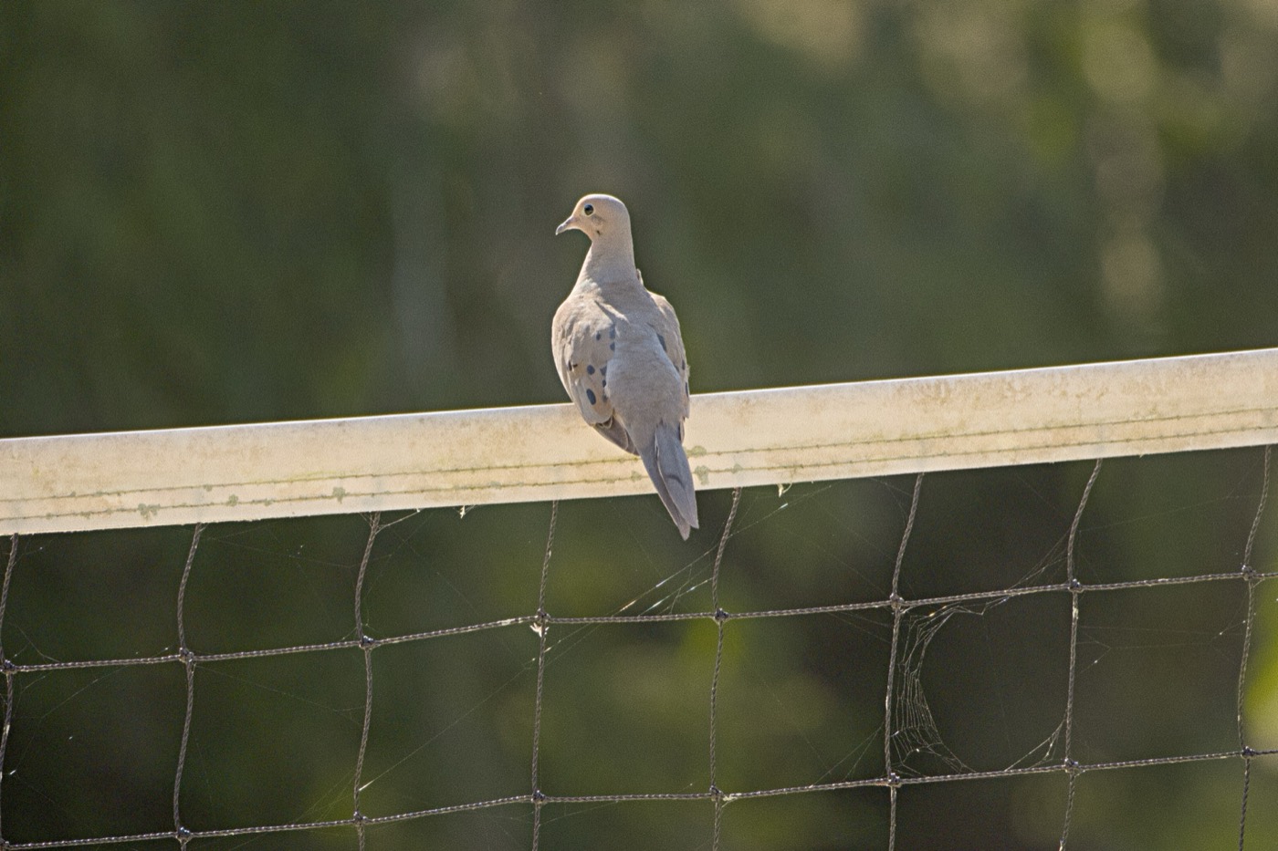 Heron on the Rail, Tampa Bay, Florida — fine art print