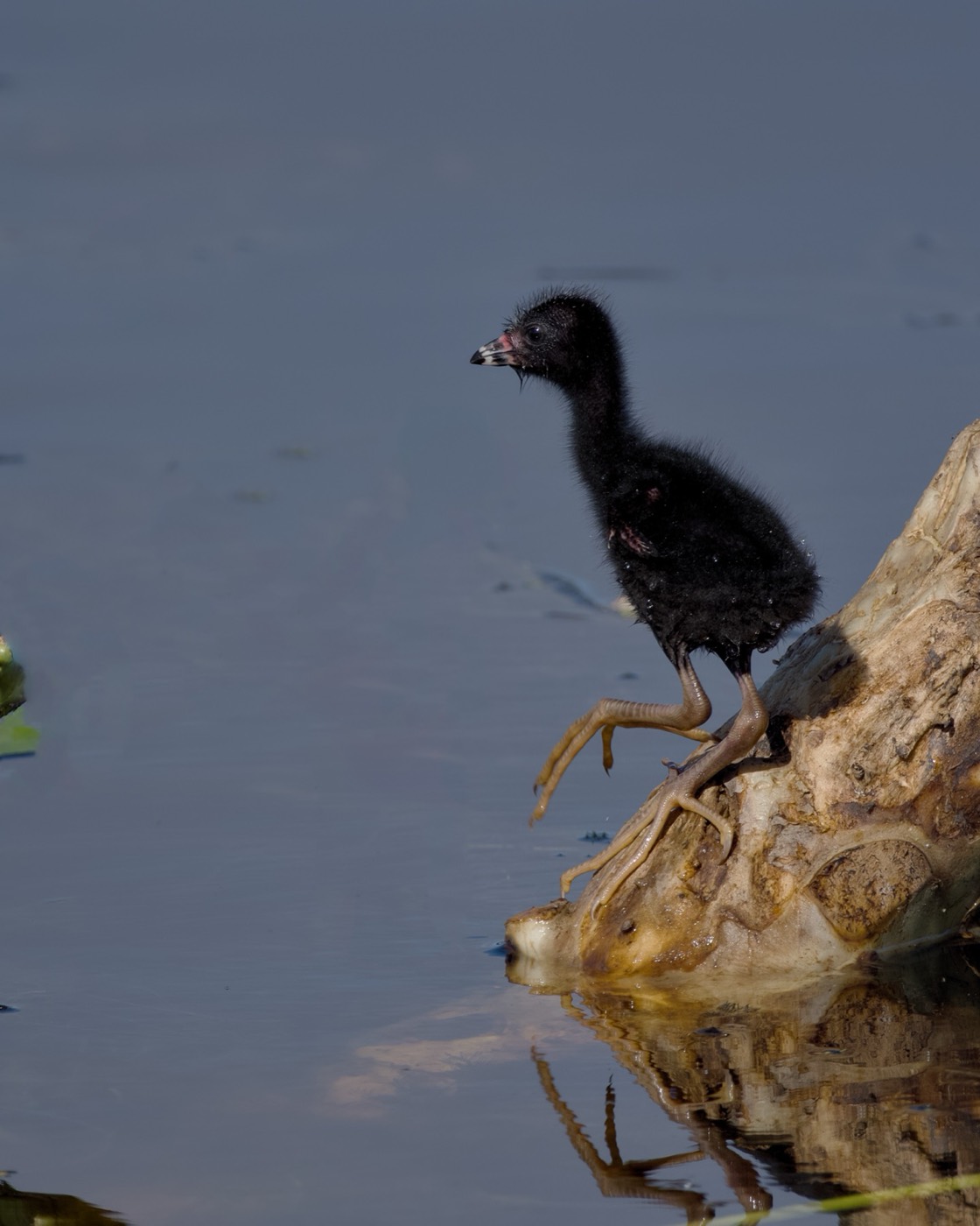 Gallinule at the Shore, Tampa Bay, Florida — fine art print