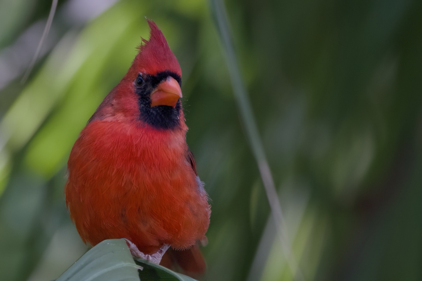Cardinal, Late September, Tampa Bay, Florida — fine art print