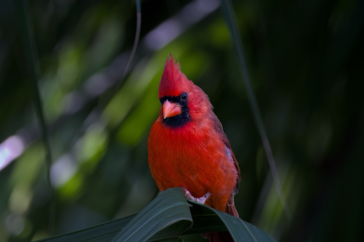 Cardinal Portrait, Tampa Bay, Florida — fine art print