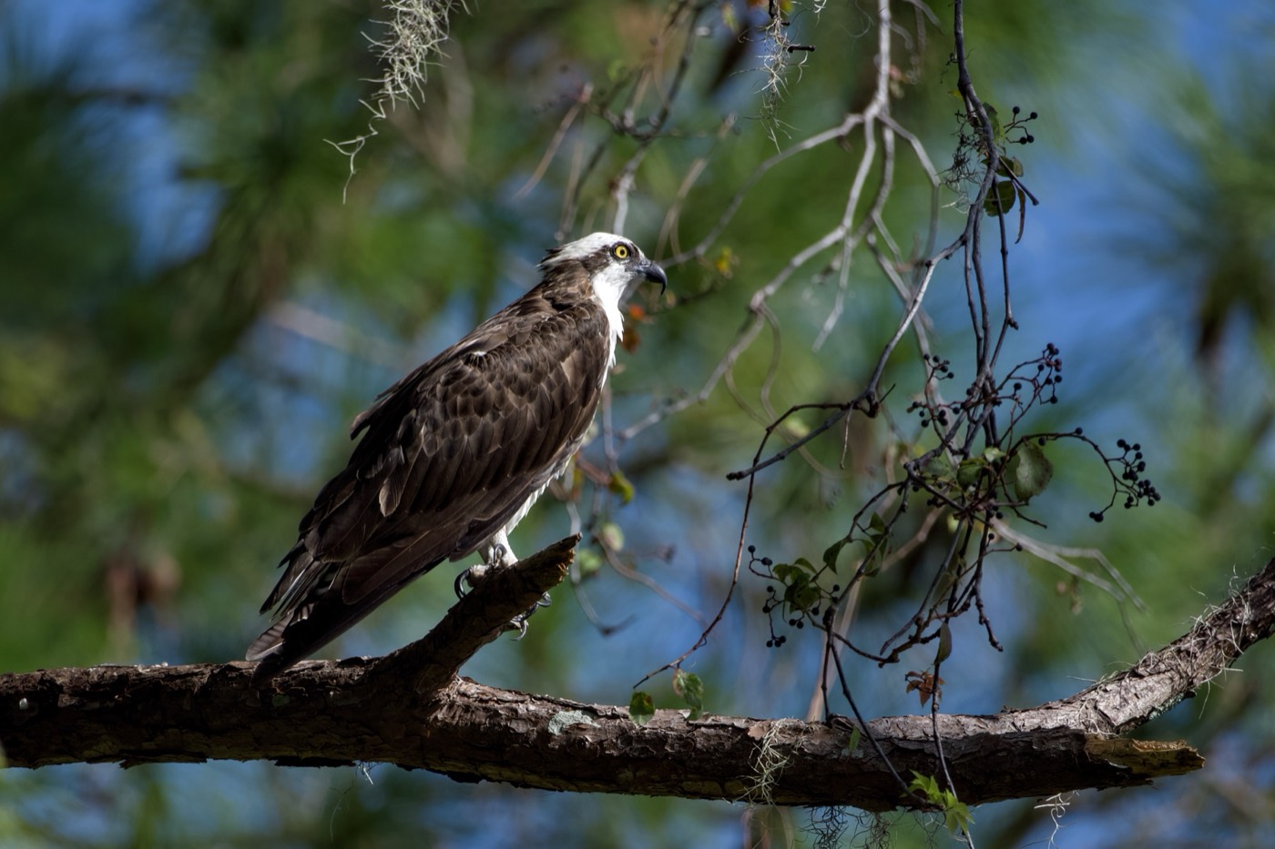 Osprey, Tampa Bay, Florida — fine art print