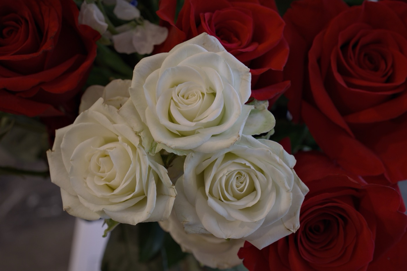 White Roses, Tampa Bay, Florida — fine art print