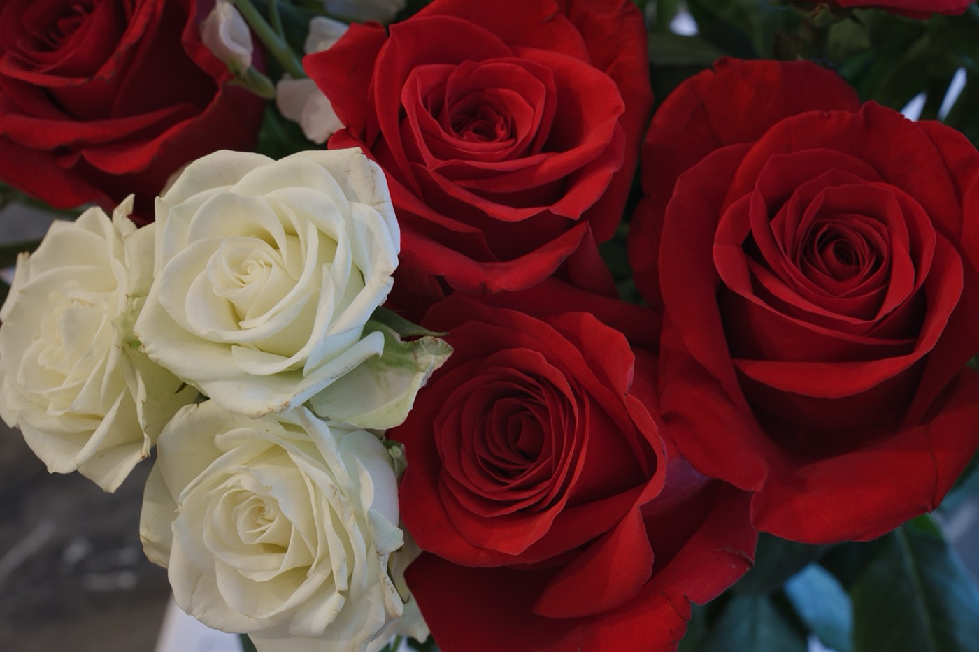 Red Roses, Tampa Bay, Florida — fine art print