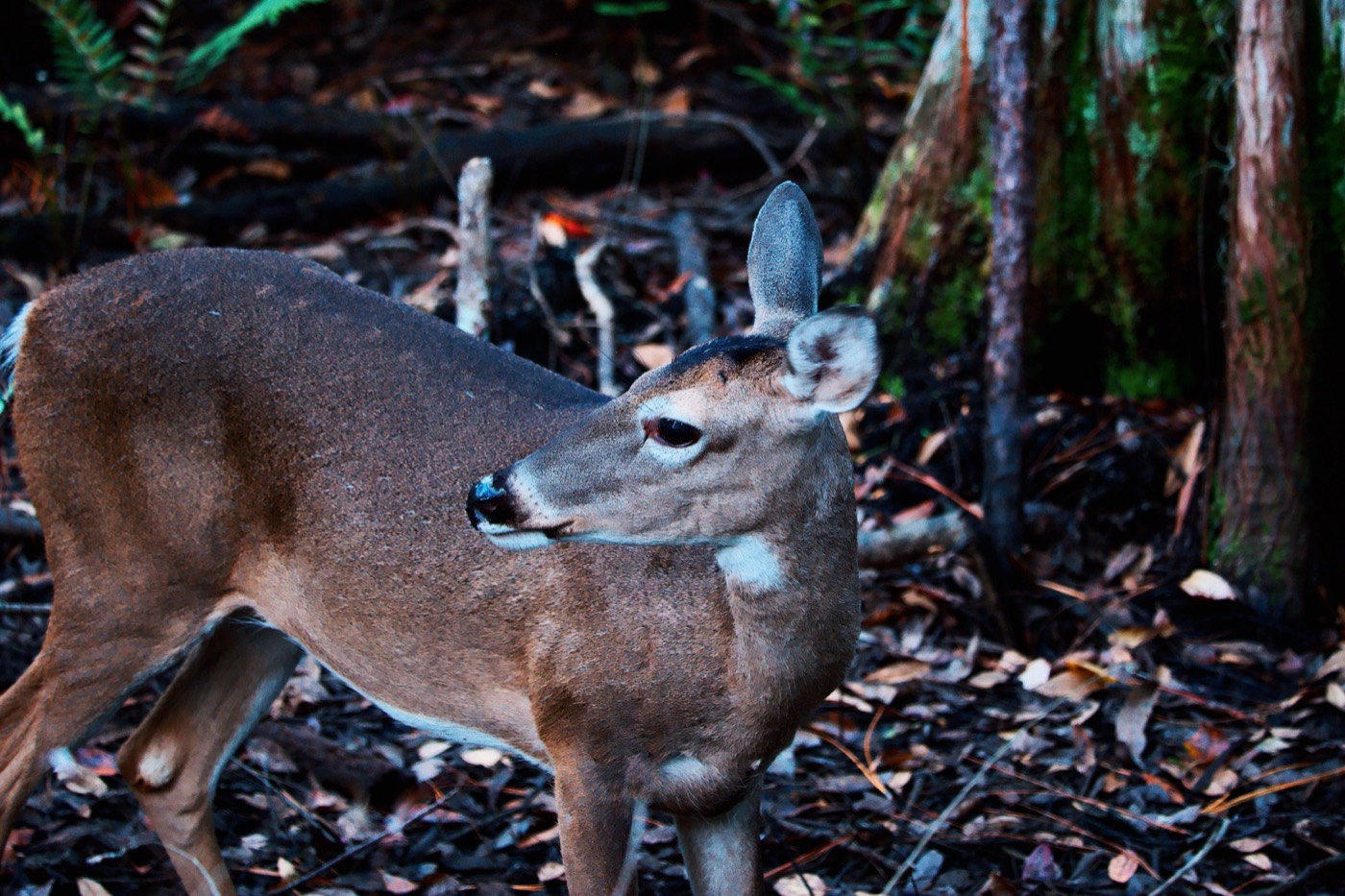 Deer in the Hammock, Tampa Bay, Florida — fine art print