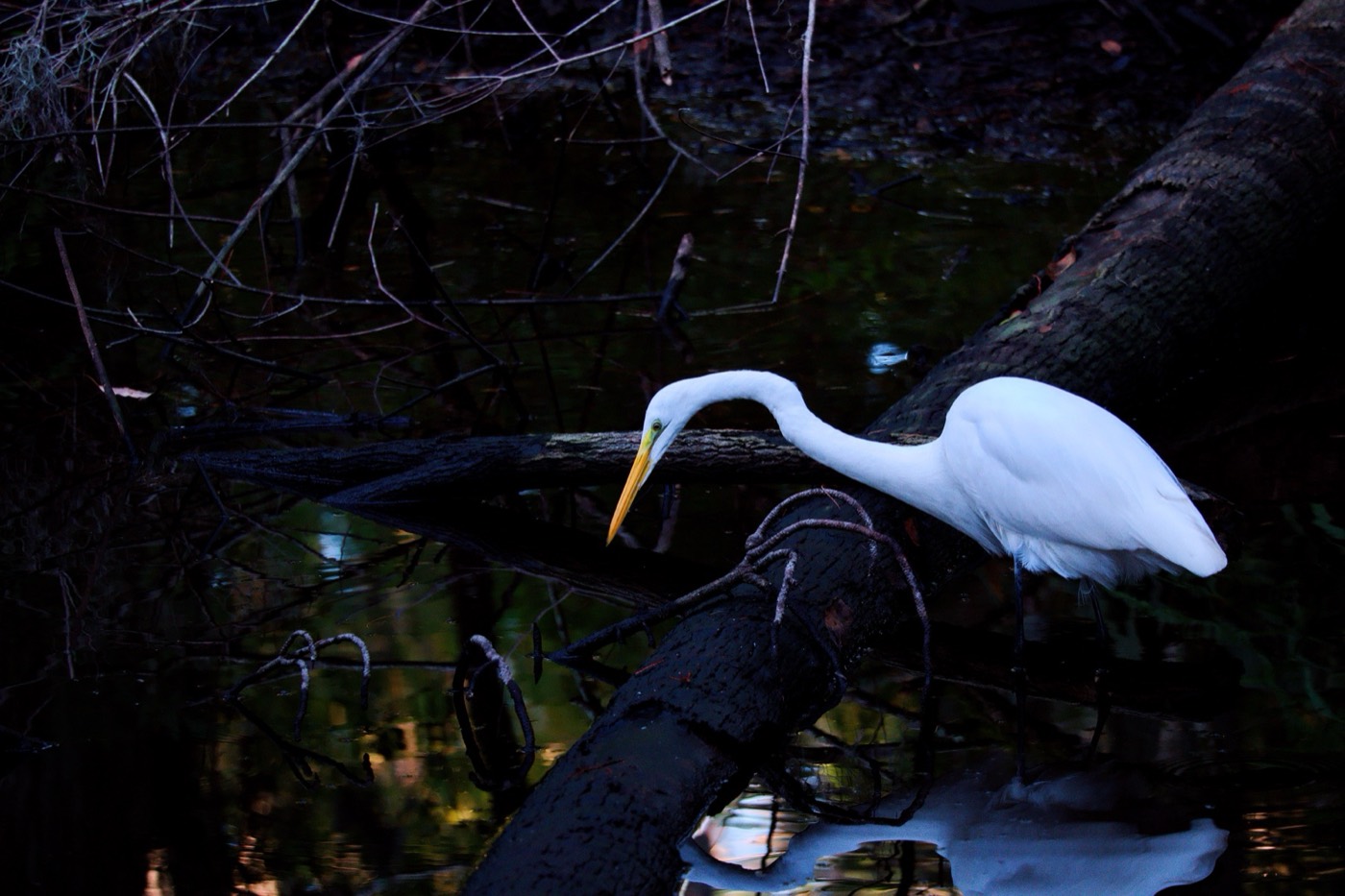 Great Egret, October, Tampa Bay, Florida — fine art print