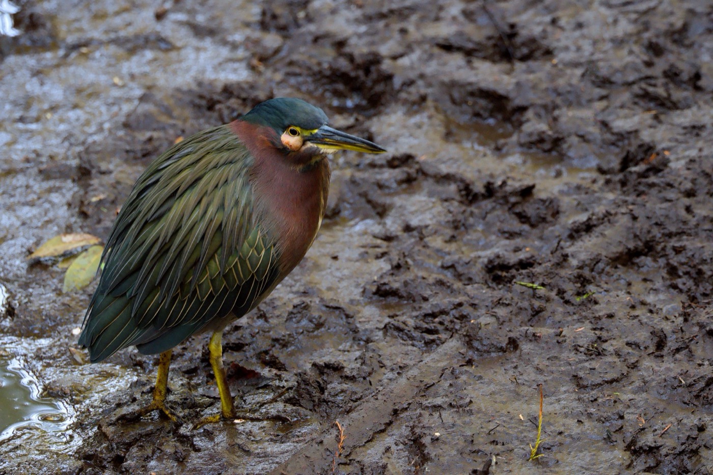 Green Heron, November, Tampa Bay, Florida — fine art print