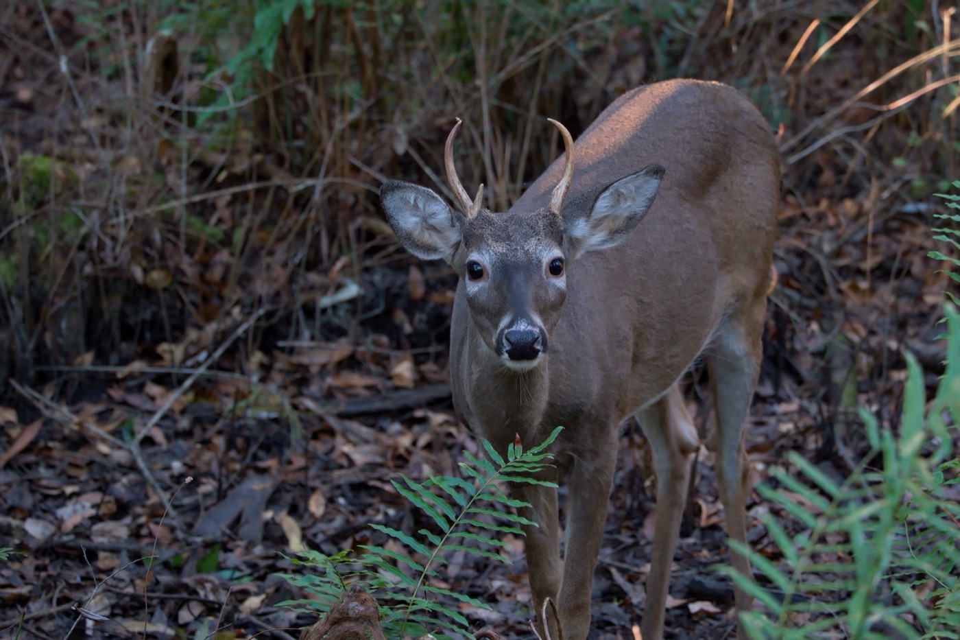Young Deer, Tampa Bay, Florida — fine art print