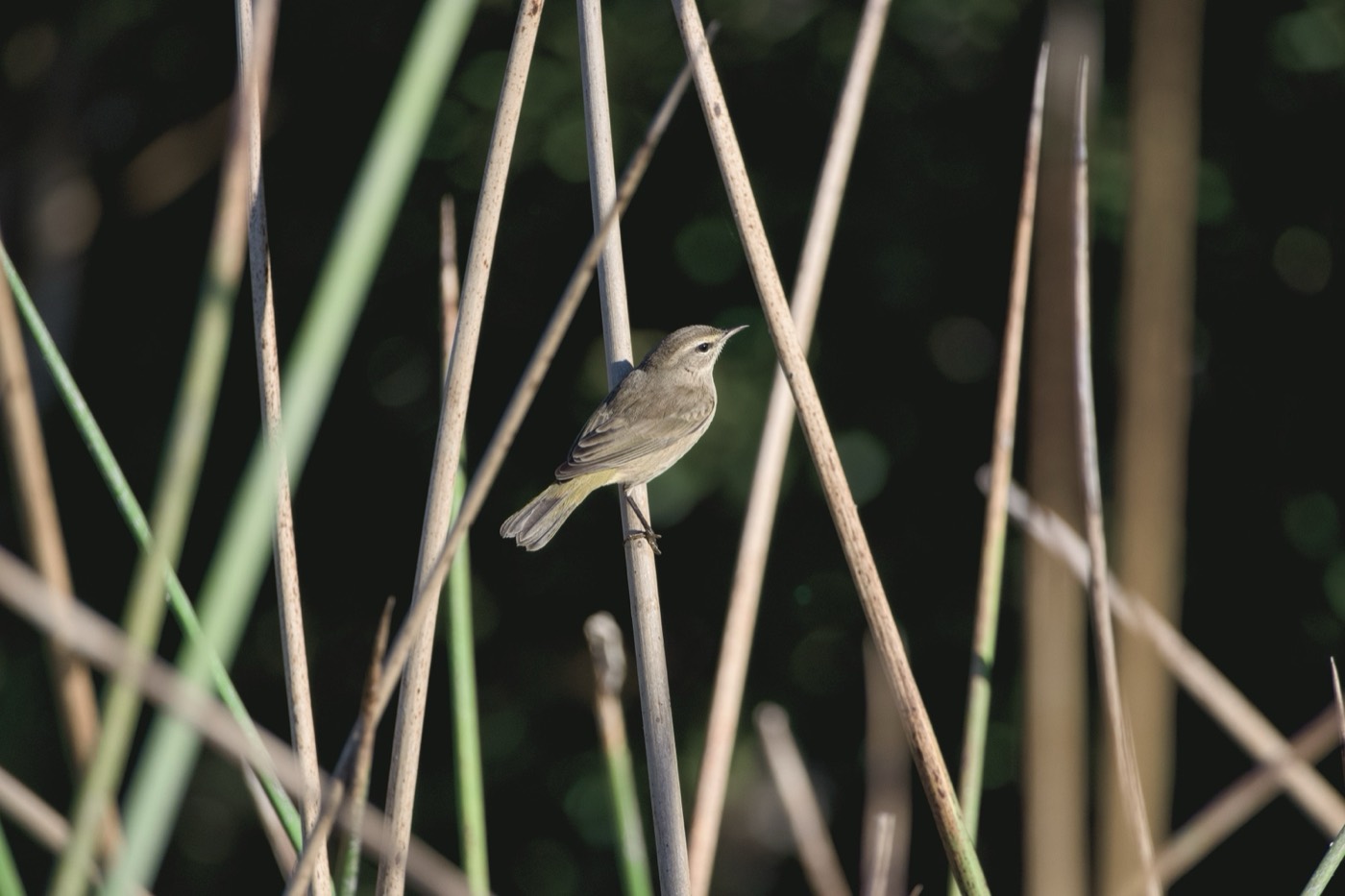 In the Reeds, Tampa Bay, Florida — fine art print