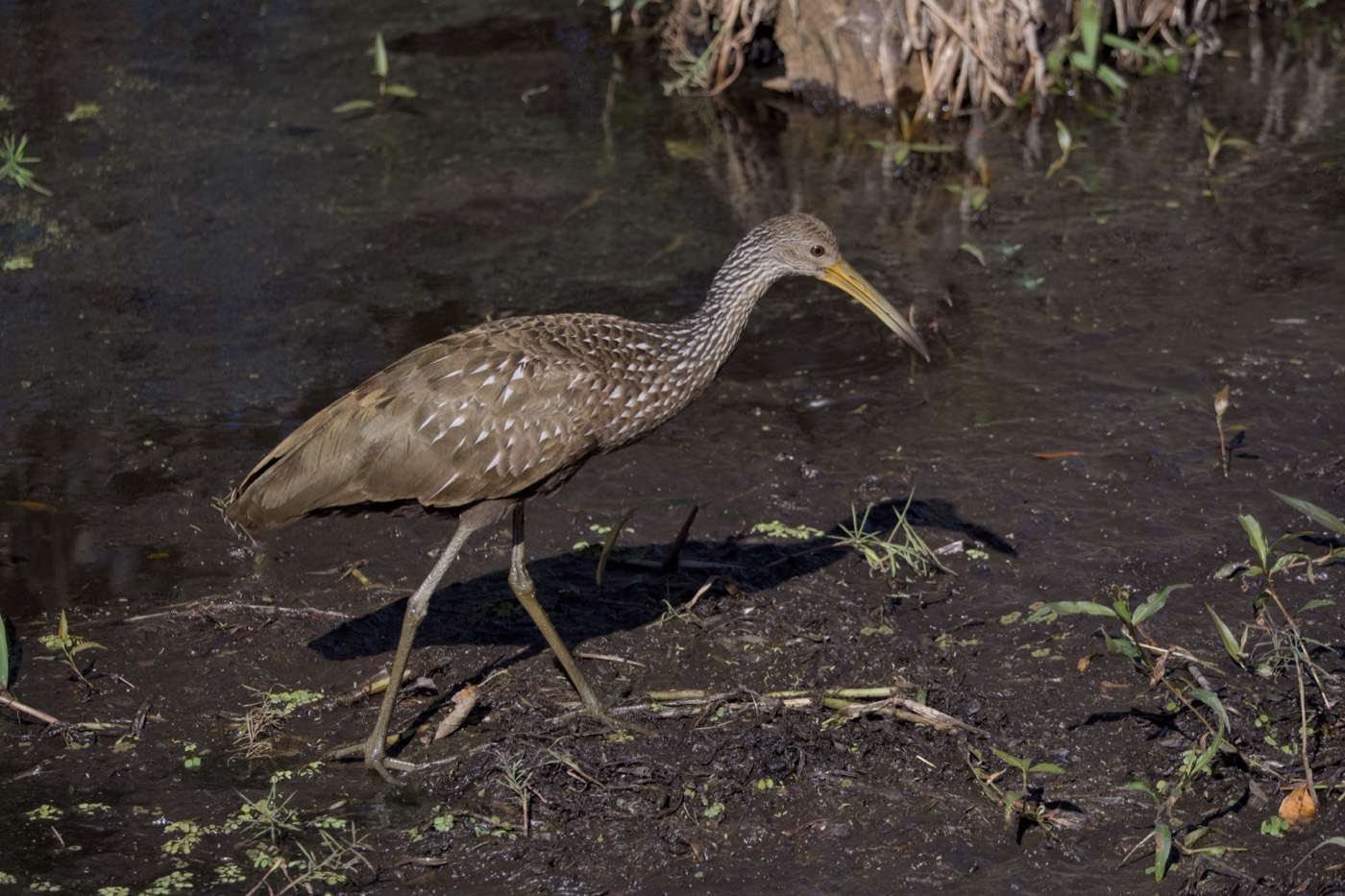 Limpkin Walking, Tampa Bay, Florida — fine art print