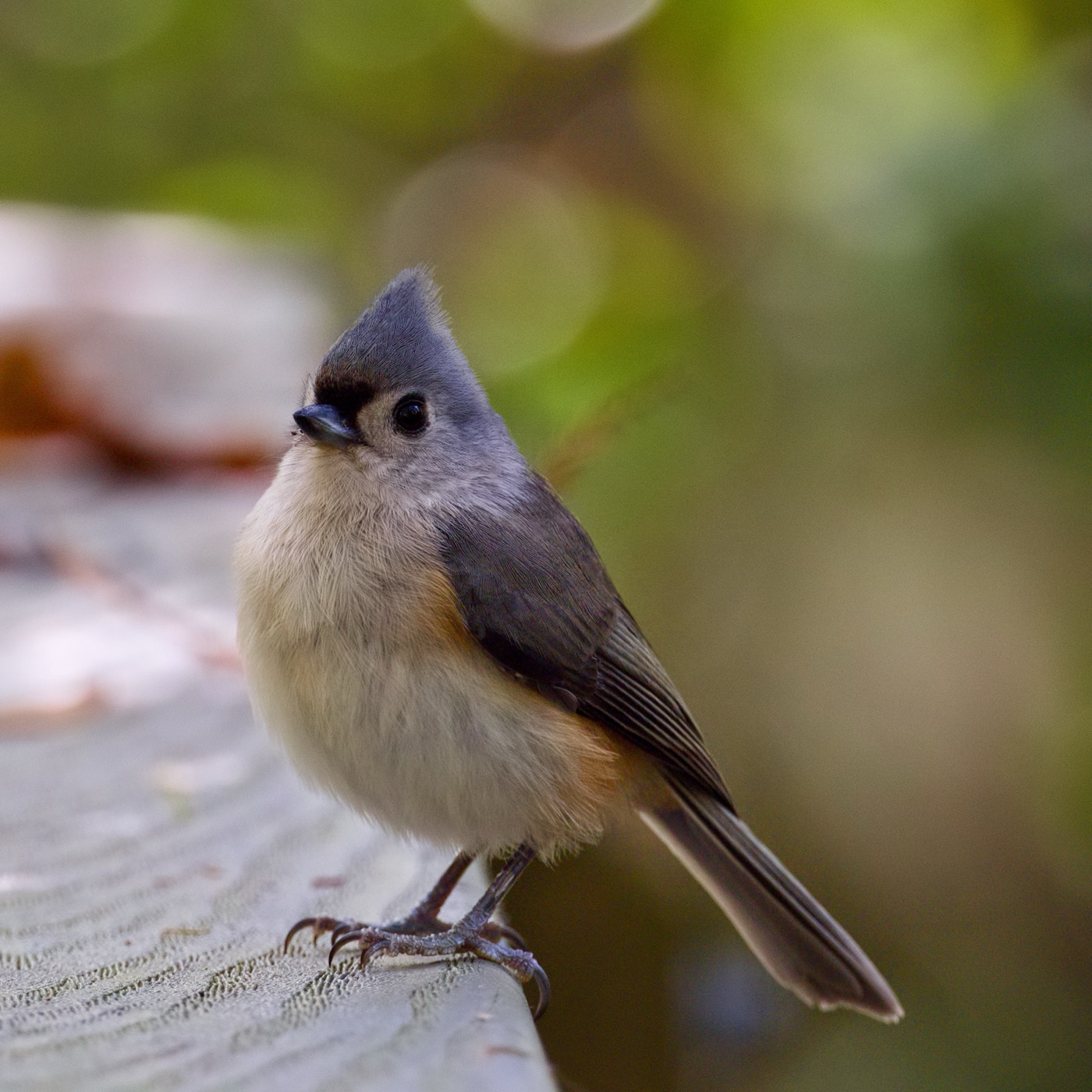 Titmouse on the Rail, Tampa Bay, Florida — fine art print