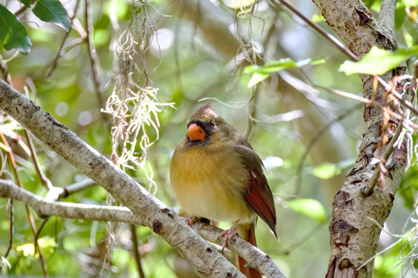 Female Cardinal, November, Tampa Bay, Florida — fine art print