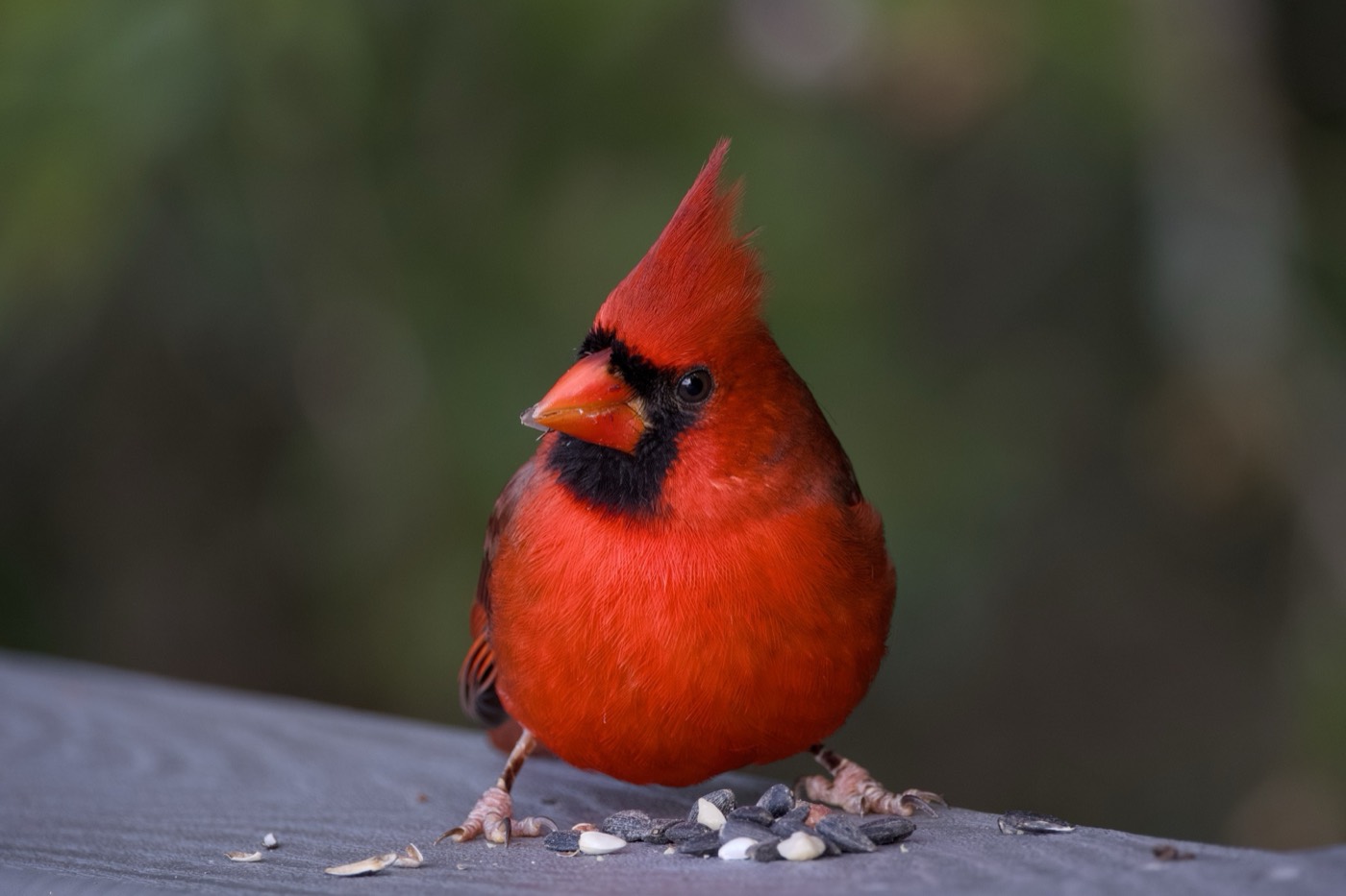 Northern Cardinal, Close, Tampa Bay, Florida — fine art print