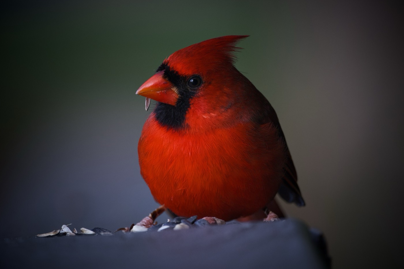 Cardinal, Dark Ground, Tampa Bay, Florida — fine art print