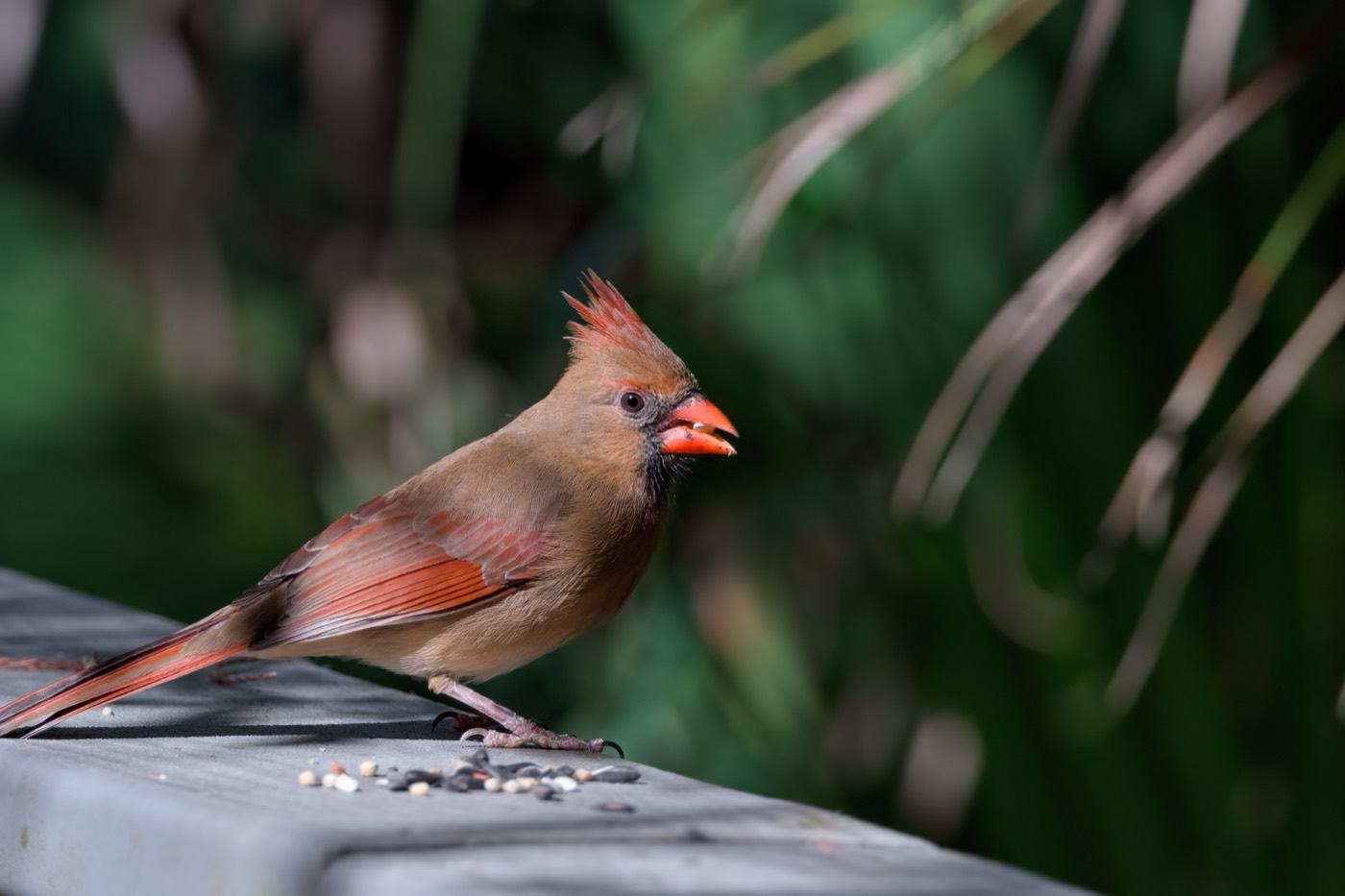 Female Cardinal on the Rail, Tampa Bay, Florida — fine art print