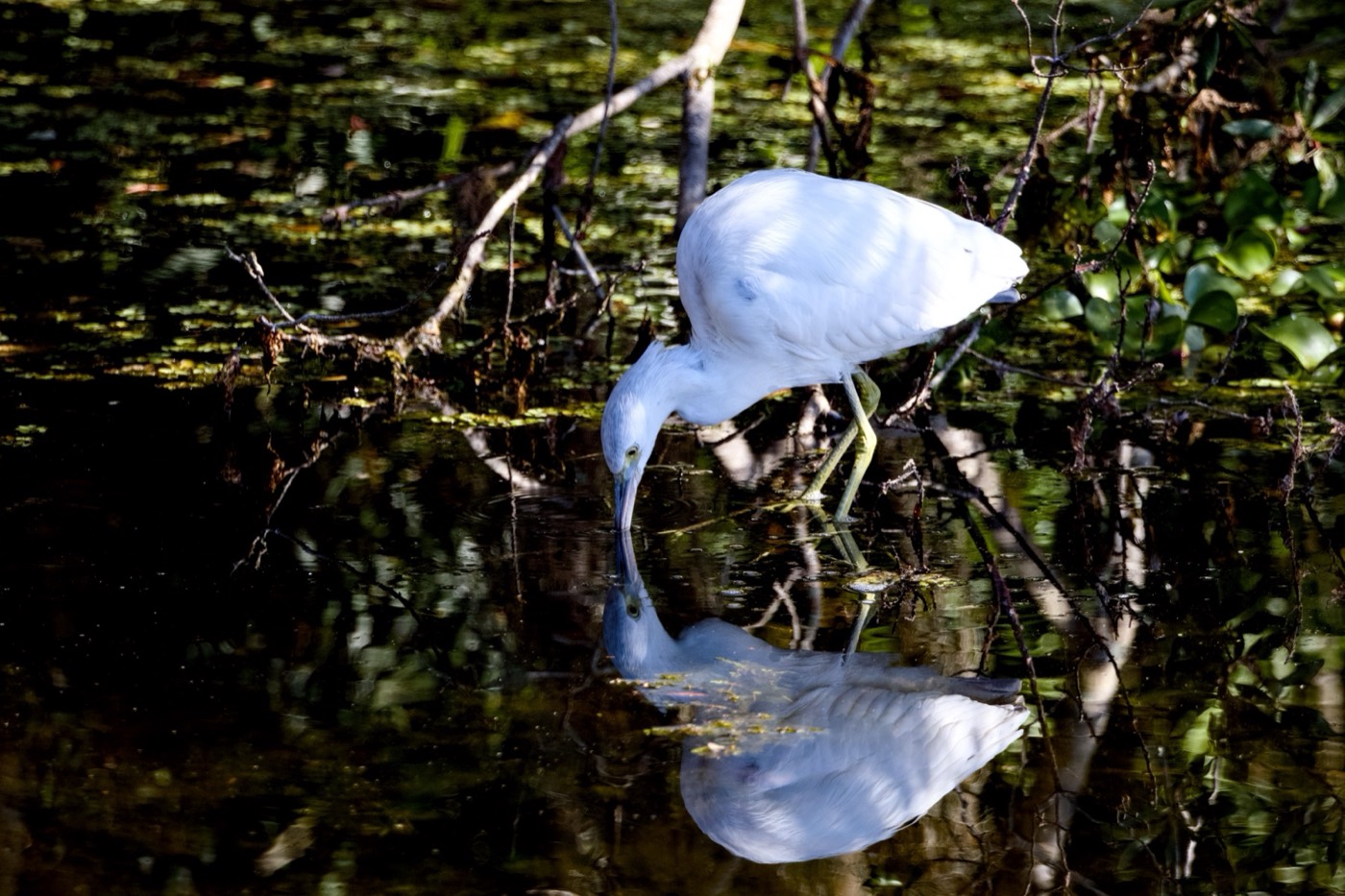 Egret and Reflection, Tampa Bay, Florida — fine art print