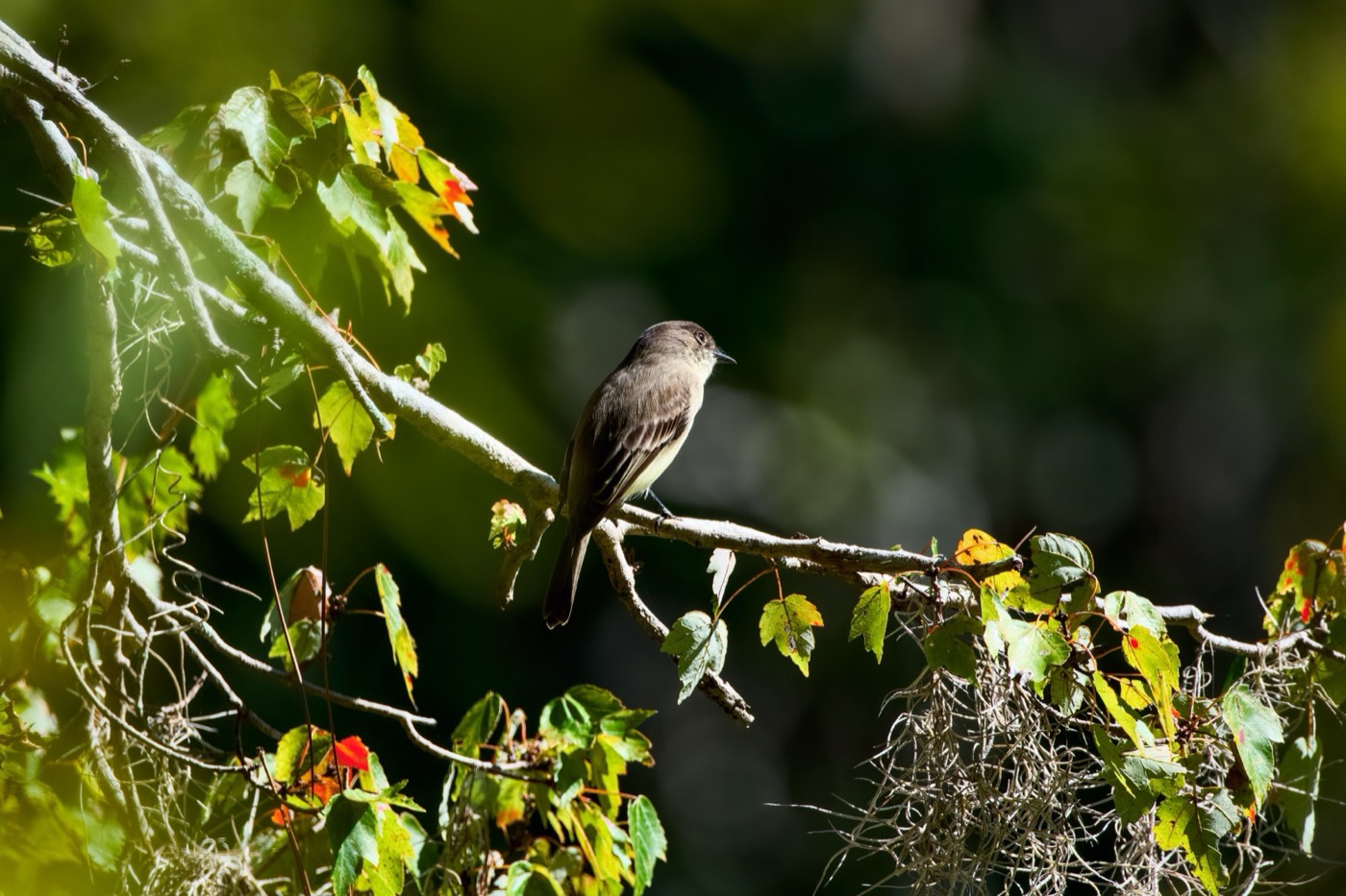 In the Moss, Tampa Bay, Florida — fine art print