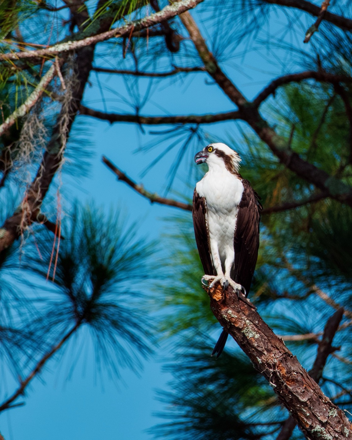 Osprey in Pine, Tampa Bay, Florida — fine art print