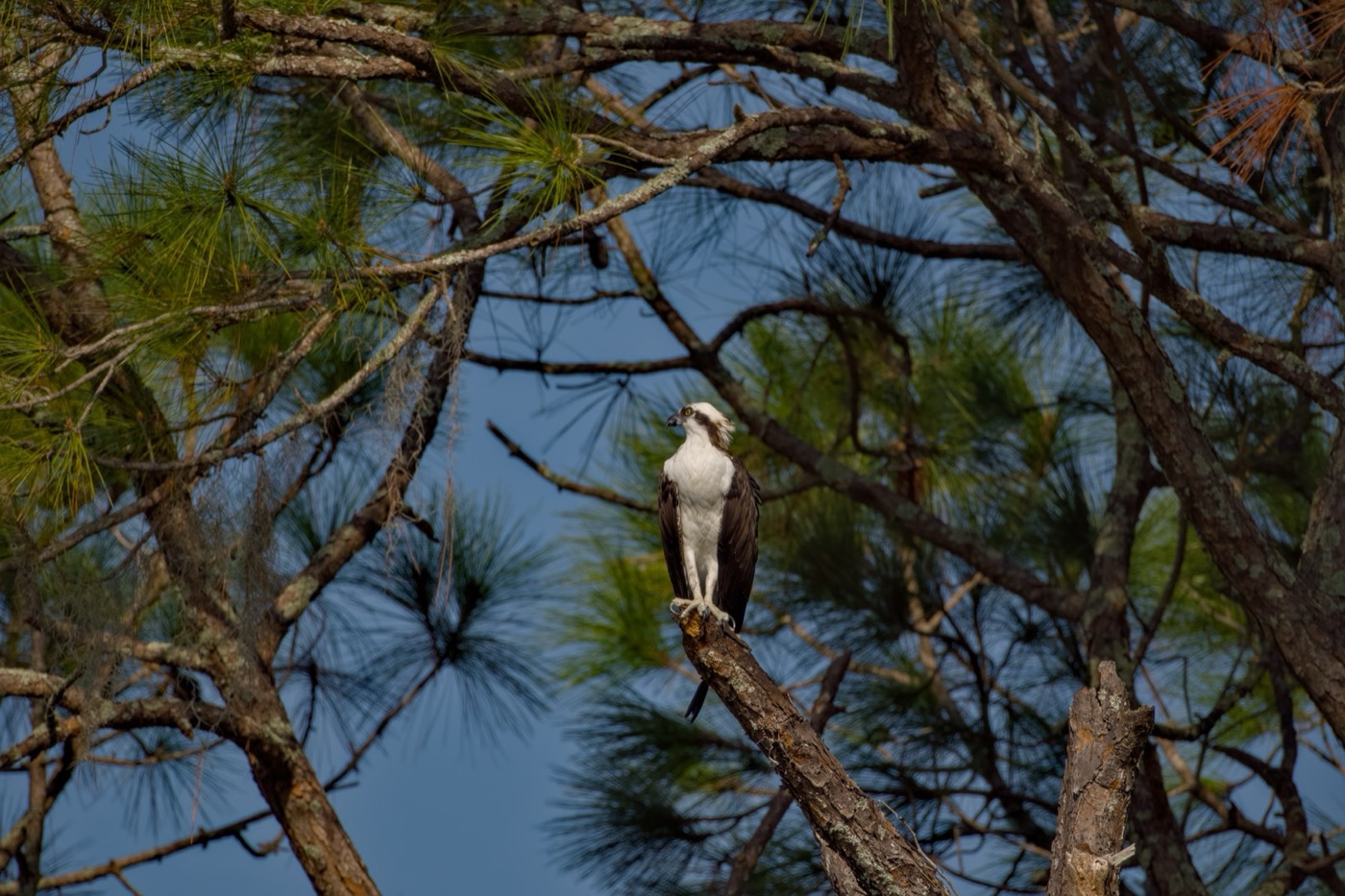 Osprey Nest Tree, Tampa Bay, Florida — fine art print