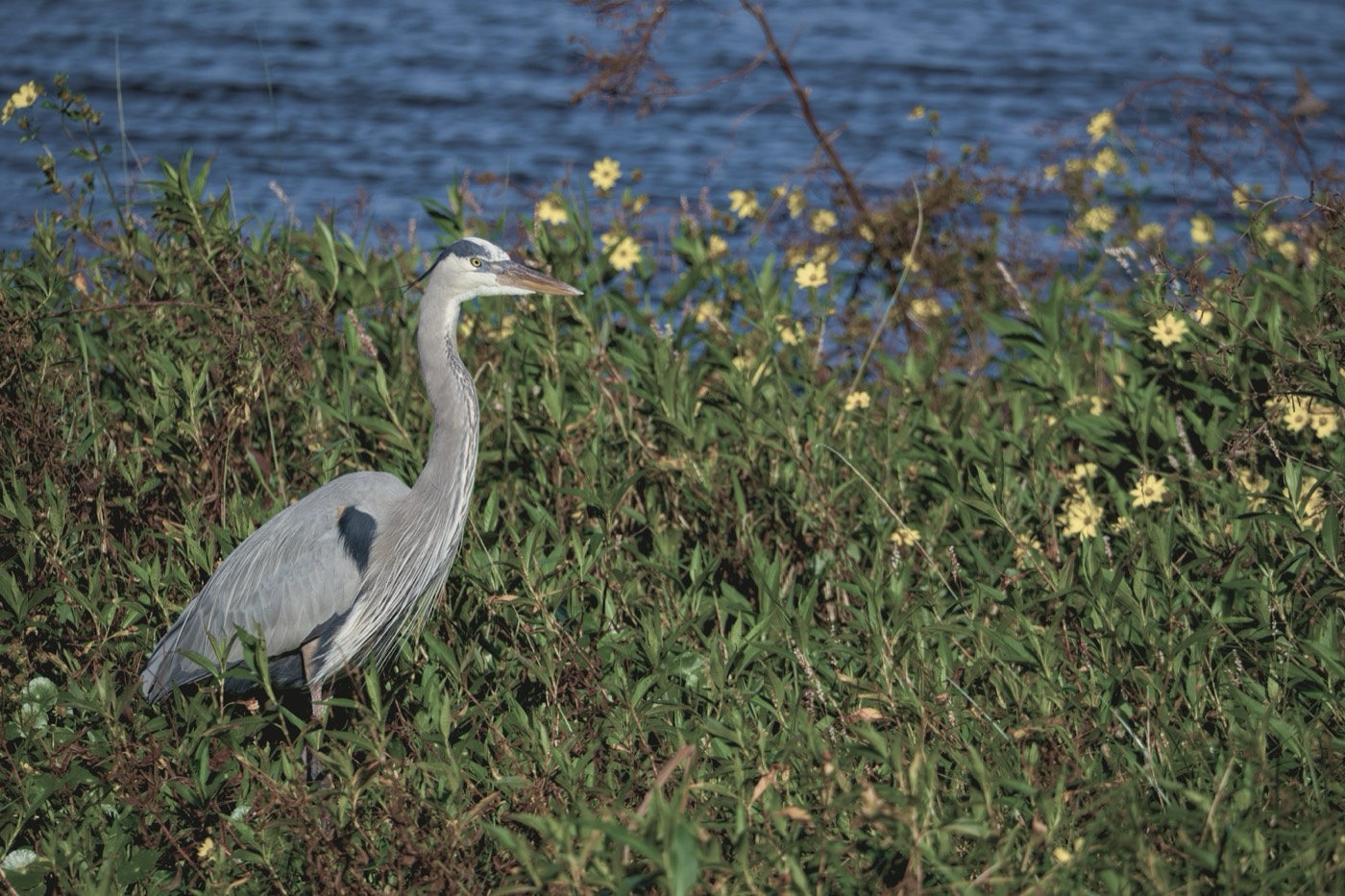 Egret in Goldenrod, Circle B Bar Reserve, Florida — fine art print
