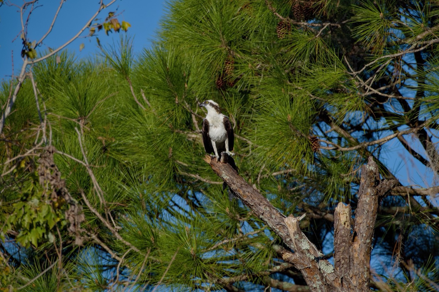 White Bird in Pine, Circle B Bar Reserve, Florida — fine art print