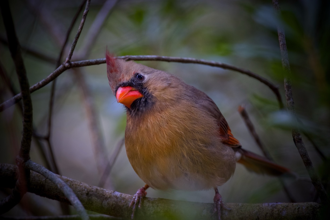 Cardinal, Circle B, Circle B Bar Reserve, Florida — fine art print