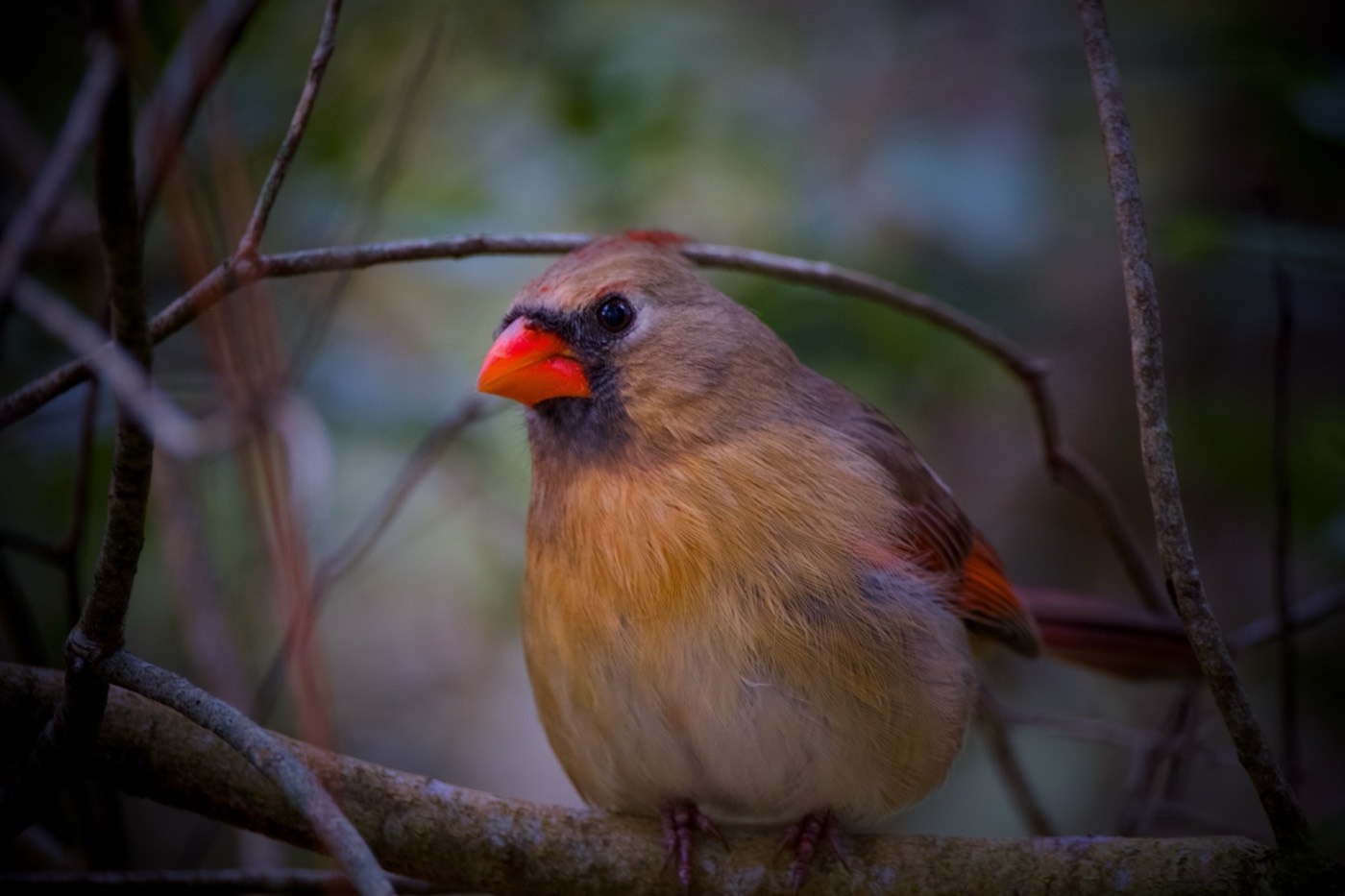 Female Cardinal, Winter, Circle B Bar Reserve, Florida — fine art print