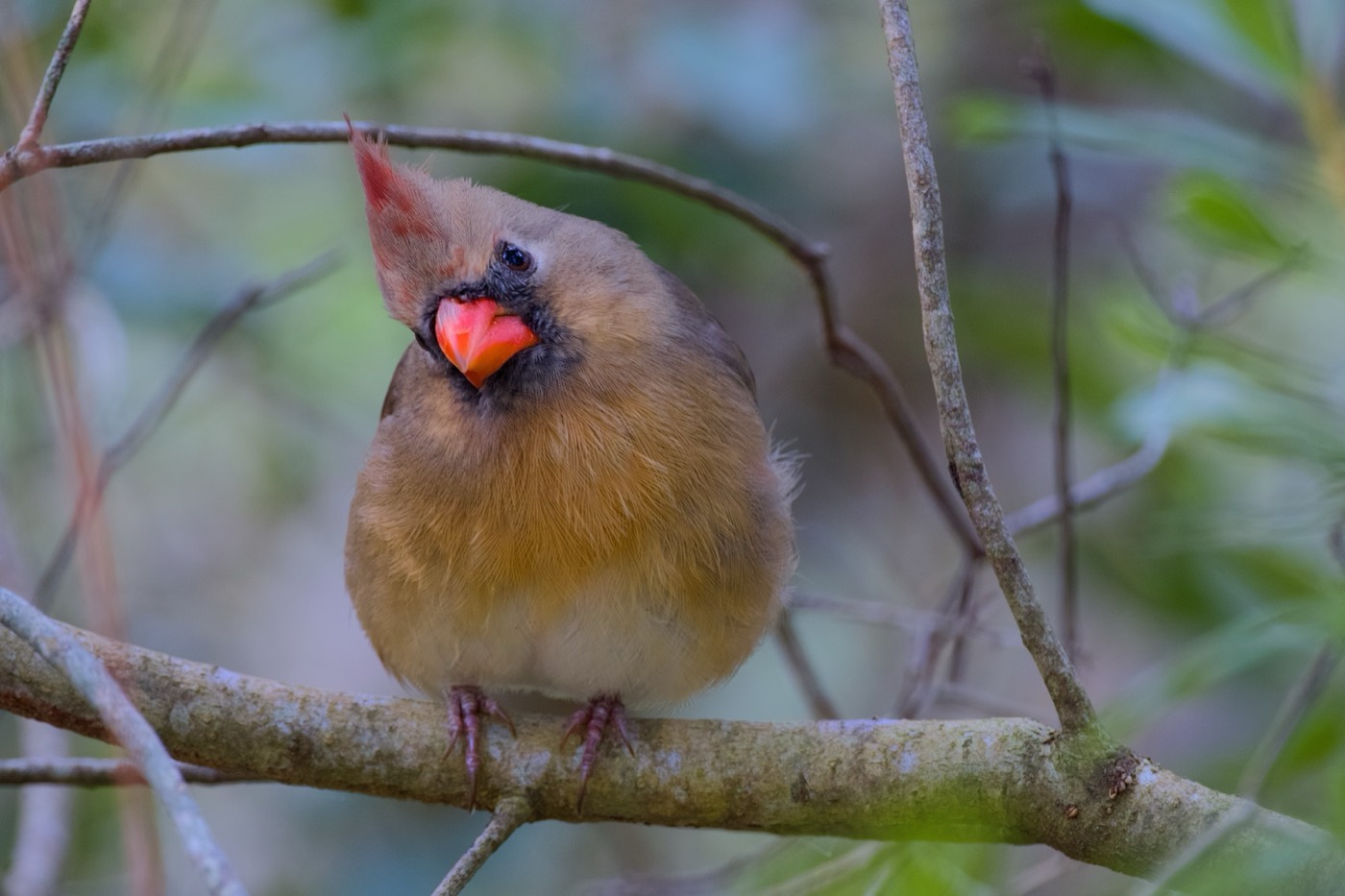 Cardinal in the Twigs, Circle B Bar Reserve, Florida — fine art print