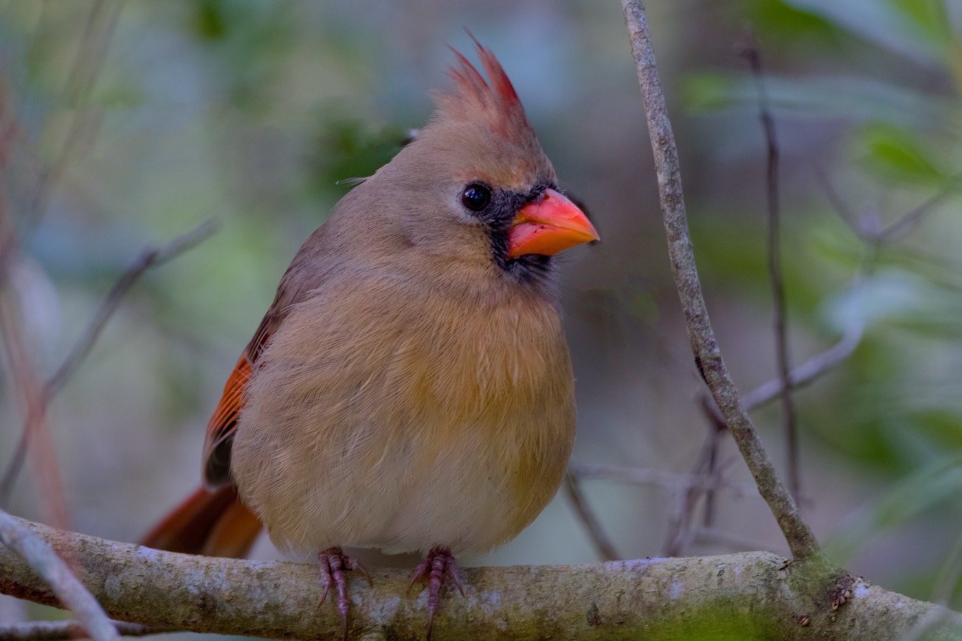 Crest Up, Circle B Bar Reserve, Florida — fine art print