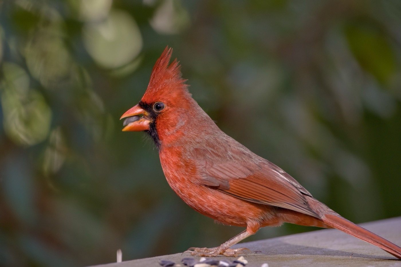 Cardinal with Seed, Circle B Bar Reserve, Florida — fine art print