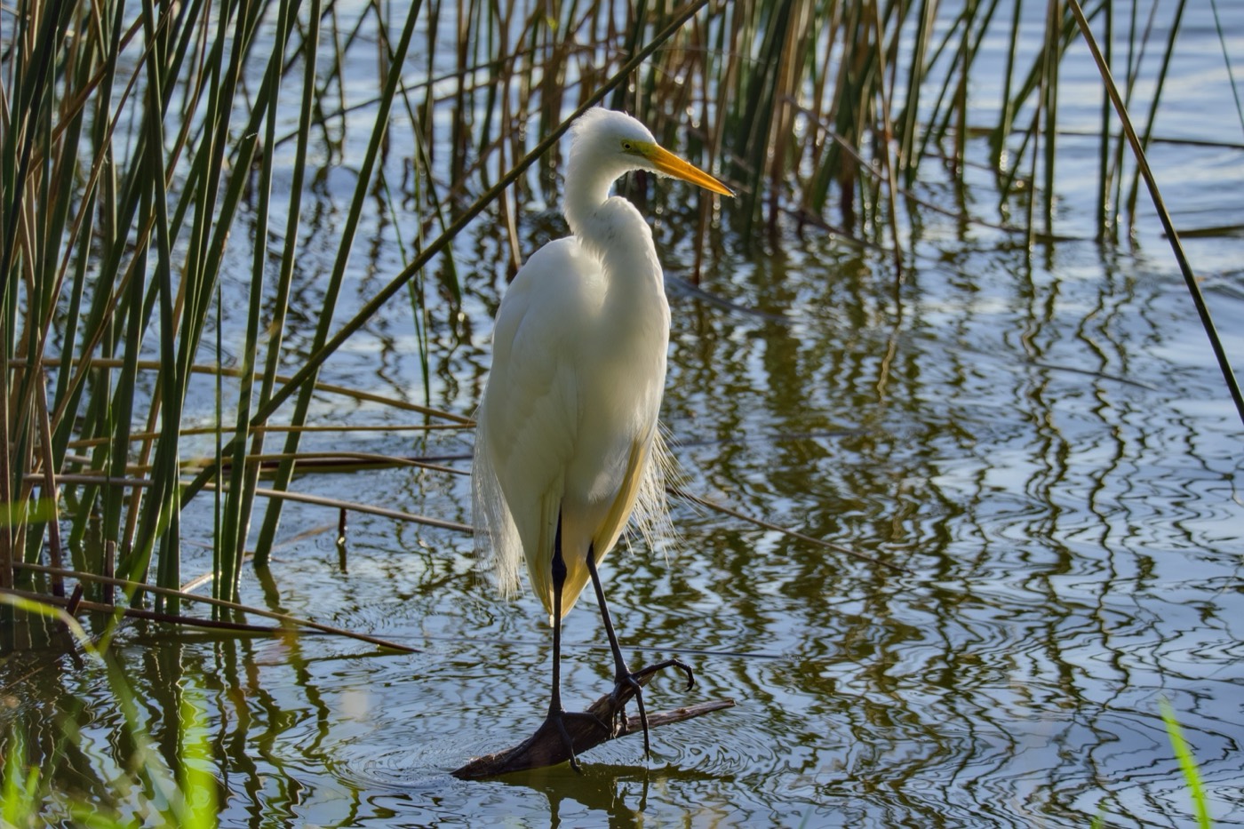 Egret on the Bank, Circle B Bar Reserve, Florida — fine art print