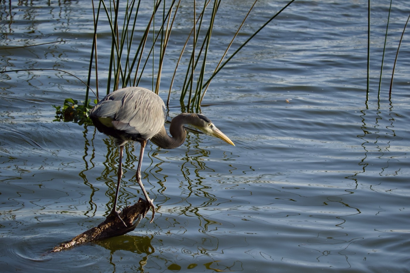 Great Blue on a Stump, Circle B Bar Reserve, Florida — fine art print