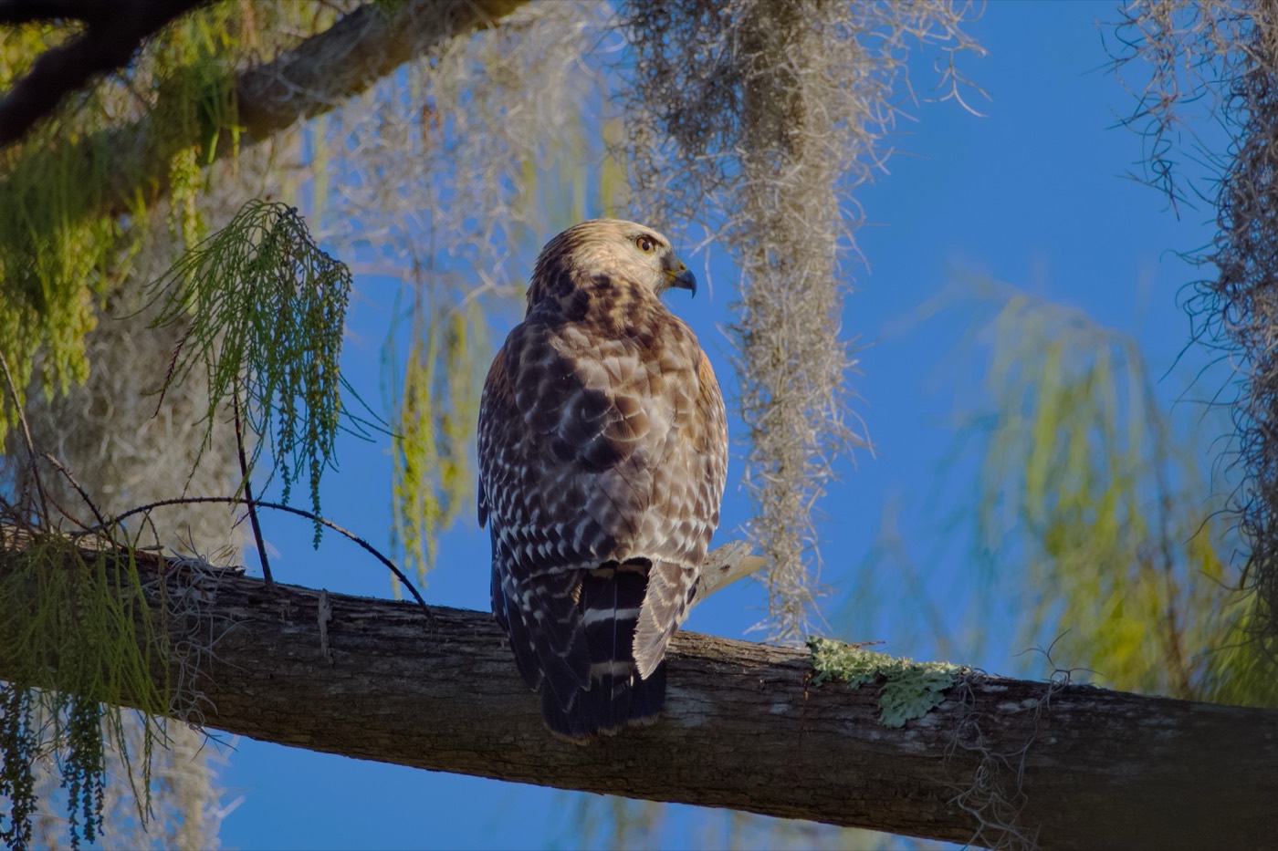 Barred Owl and Moss, Tampa Bay, Florida — fine art print