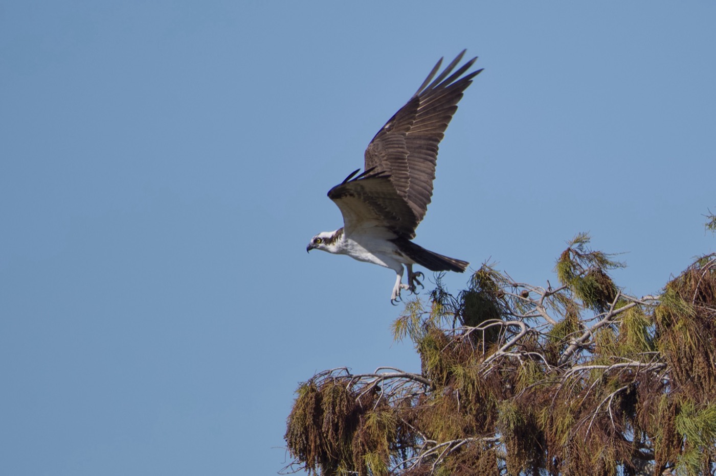 Osprey in Flight, Tampa Bay, Florida — fine art print