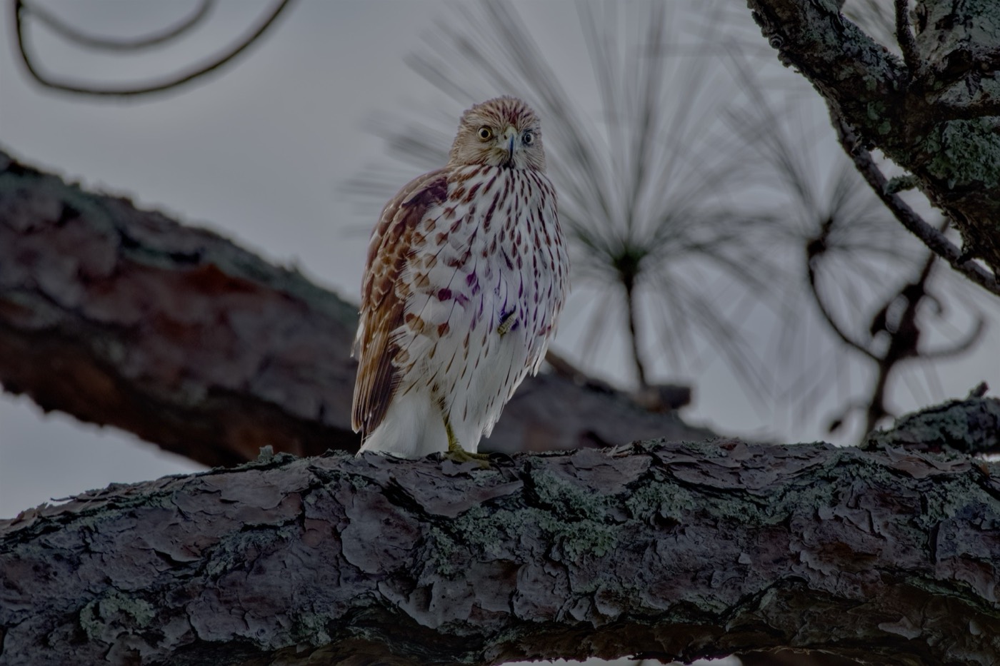Red-shouldered Hawk, Tampa Bay, Florida — fine art print