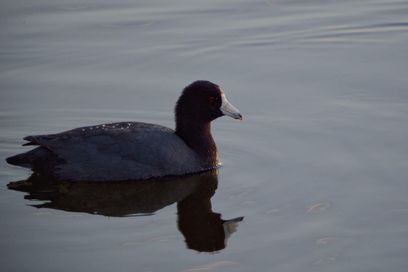 Coot, January, Tampa Bay, Florida — fine art print