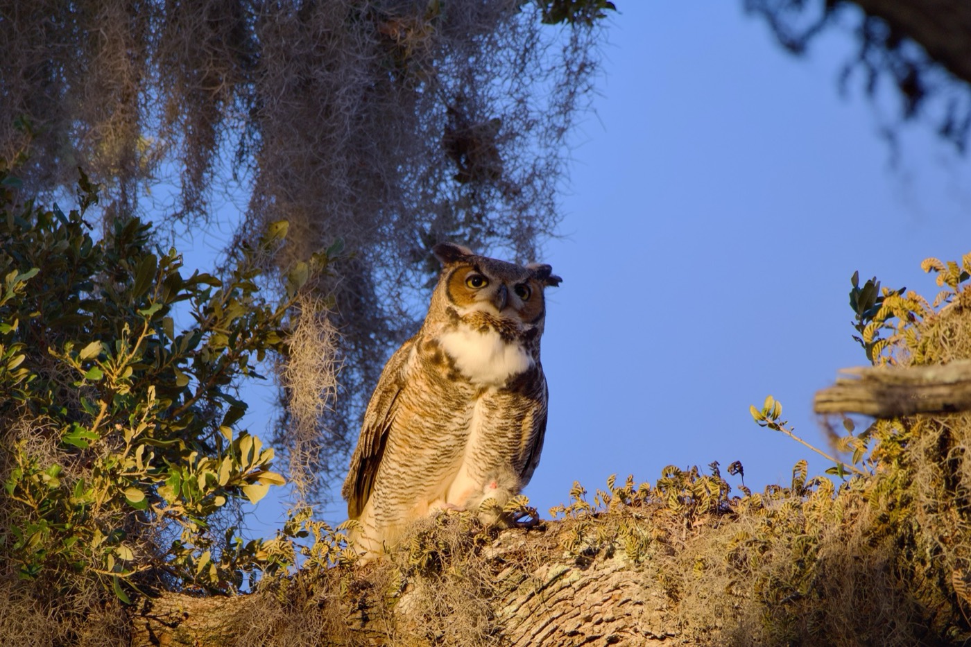 Great Horned Owl in Moss, Tampa Bay, Florida — fine art print