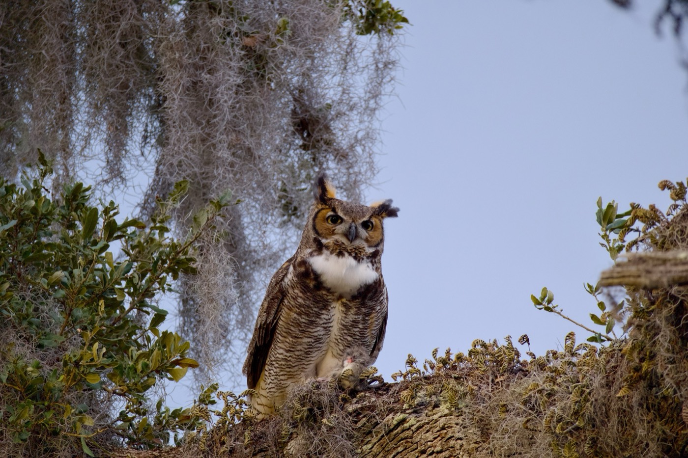 Owl at Dusk, Tampa Bay, Florida — fine art print