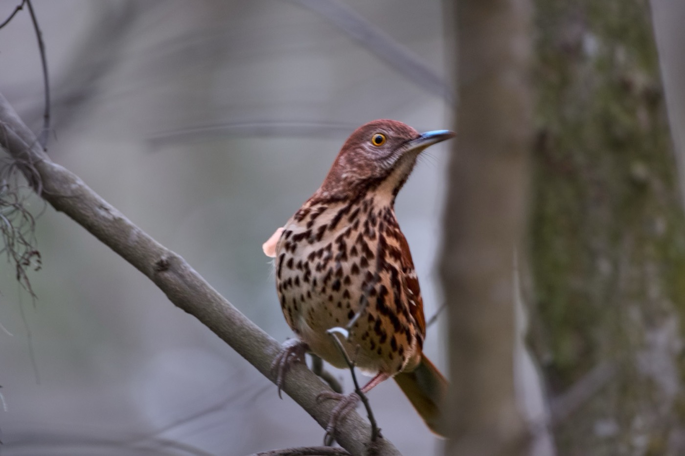 Brown Thrasher, Tampa Bay, Florida — fine art print