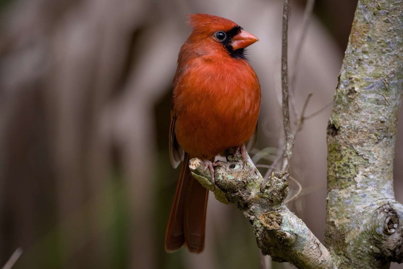 Northern Cardinal, Tampa Bay, Florida — fine art print