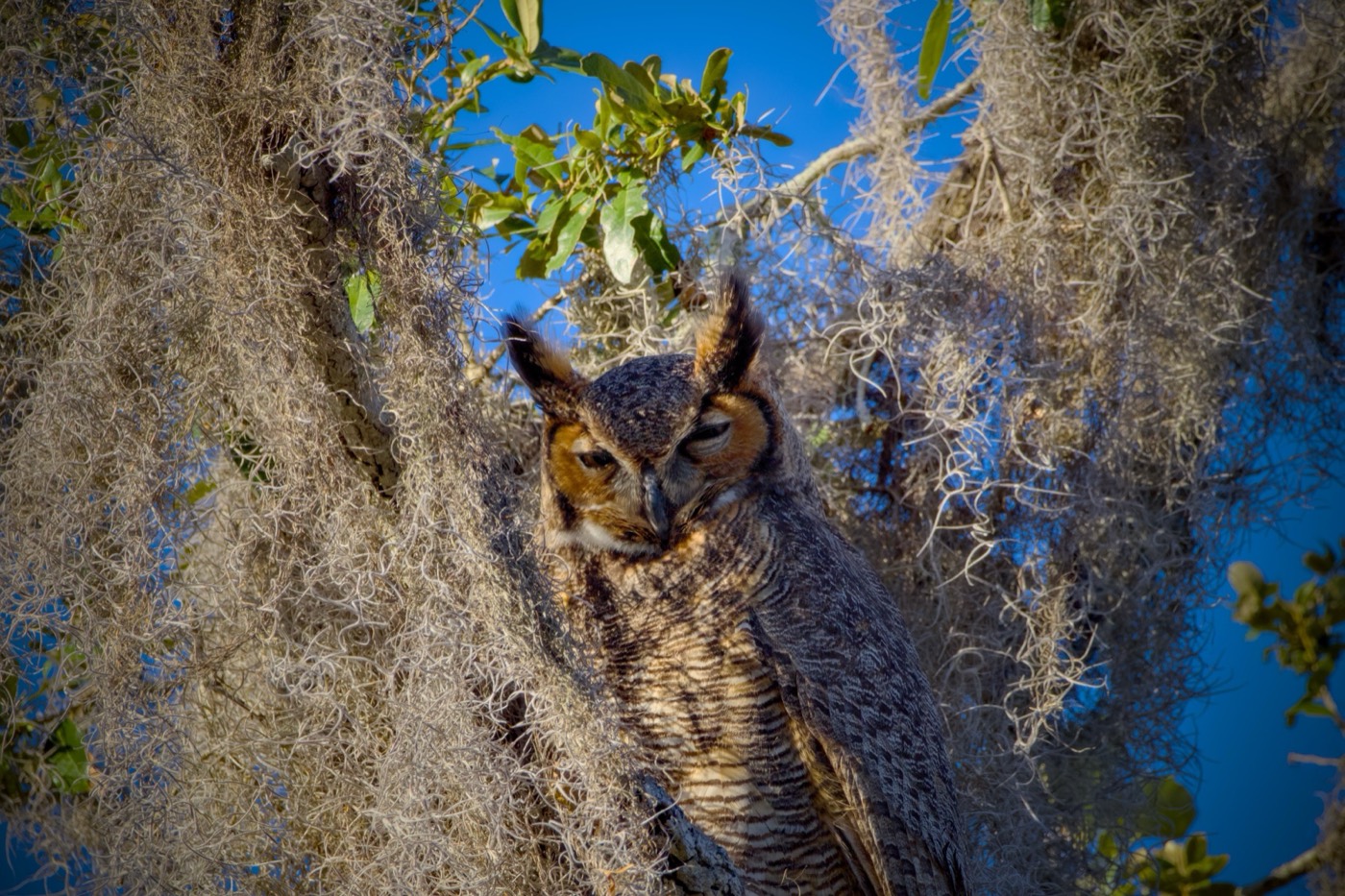 Barred Owl with Prey, Tampa Bay, Florida — fine art print