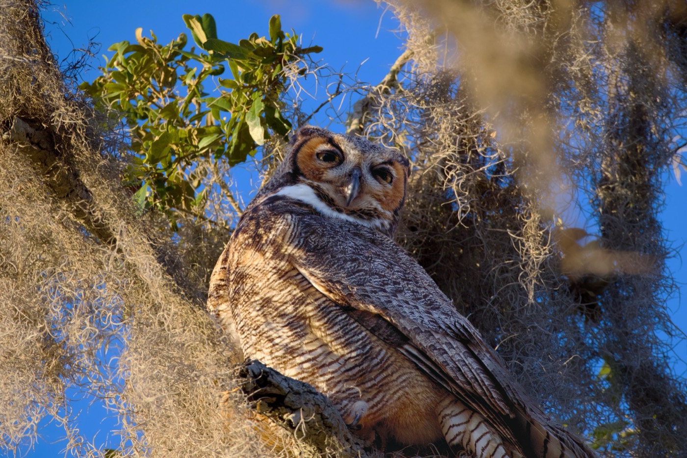 Barred Owl, February, Tampa Bay, Florida — fine art print
