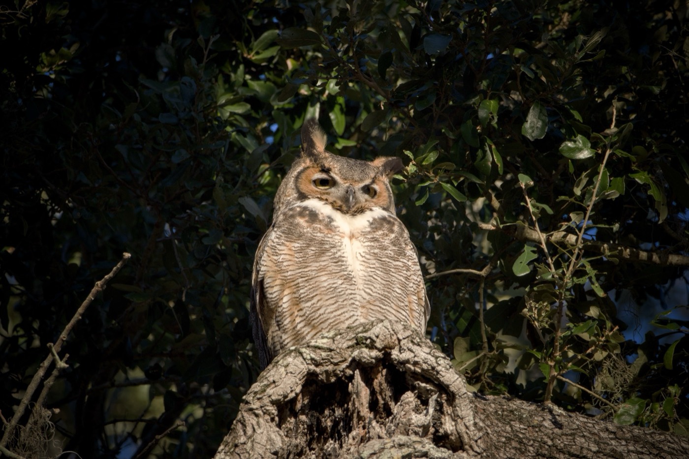 Barred Owl in Cover, Tampa Bay, Florida — fine art print