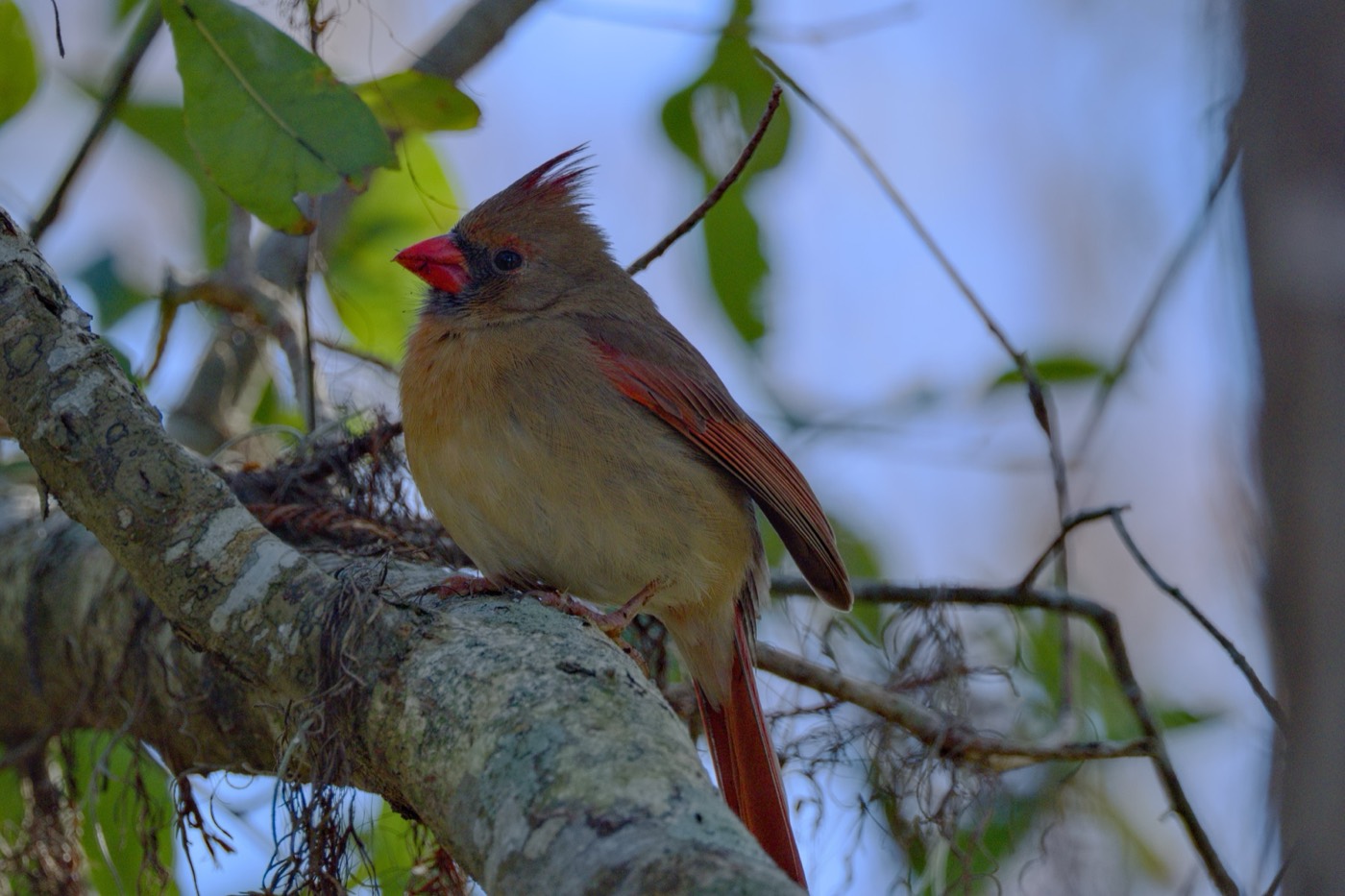 Female Cardinal, February, Tampa Bay, Florida — fine art print