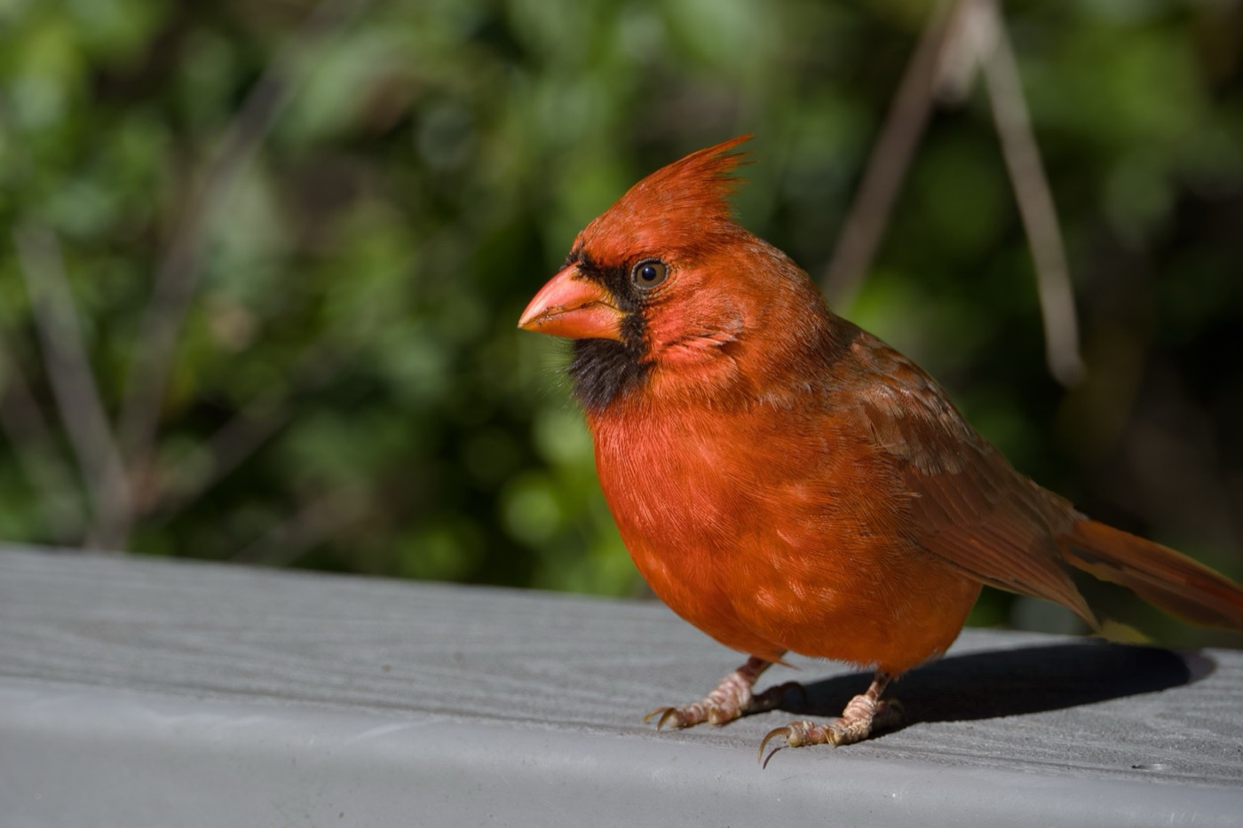 Cardinal on the Board, Tampa Bay, Florida — fine art print