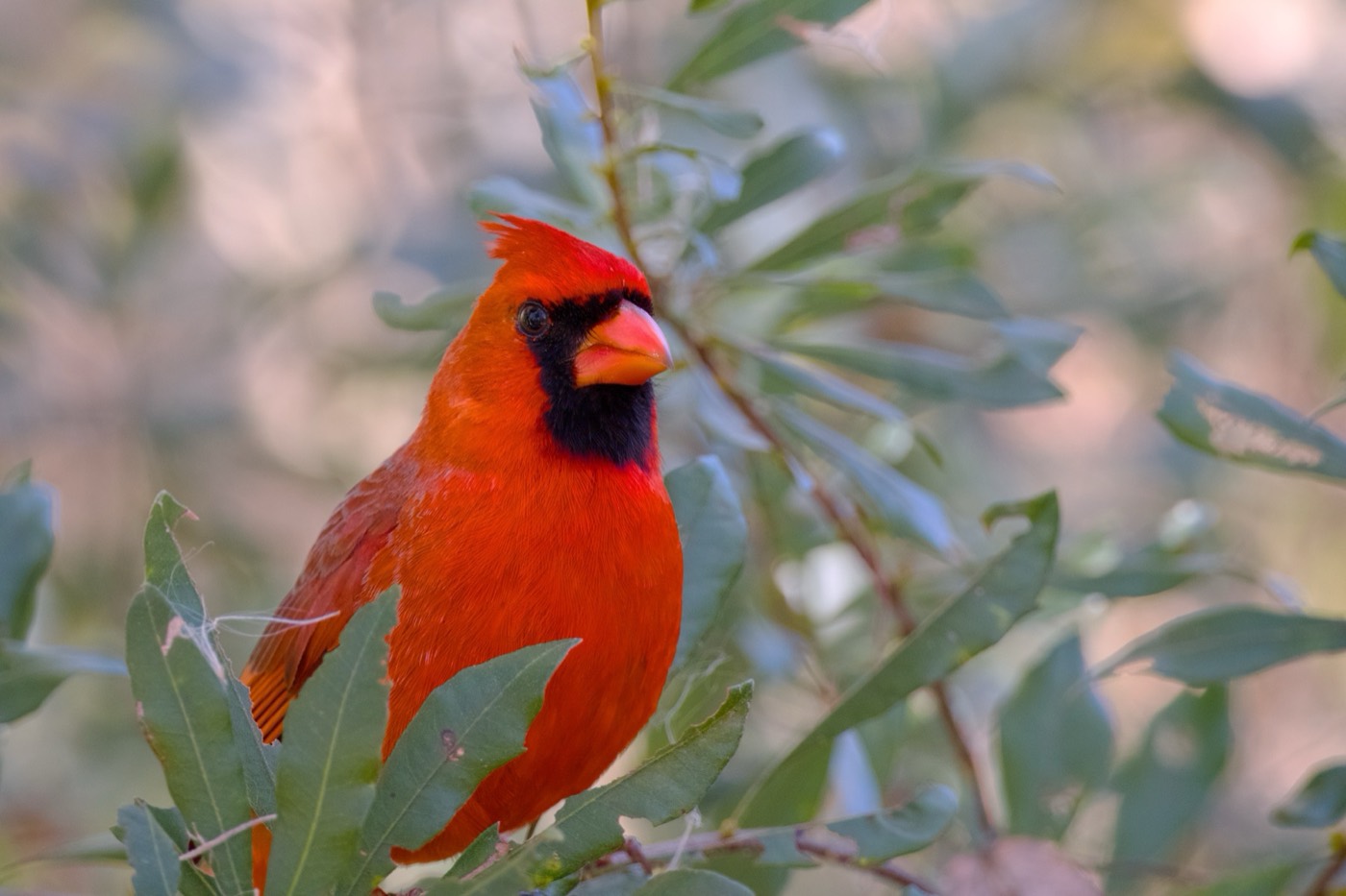 Cardinal, Bright, Tampa Bay, Florida — fine art print