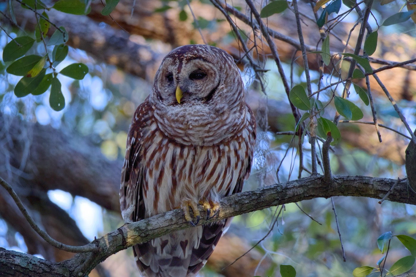 Barred Owl, Front, Tampa Bay, Florida — fine art print