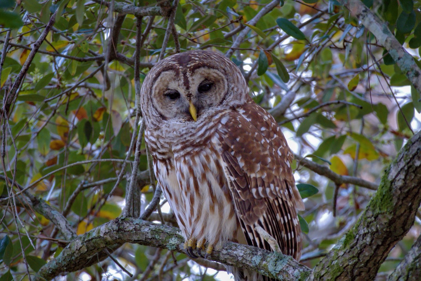 Barred Owl Among Twigs, Tampa Bay, Florida — fine art print
