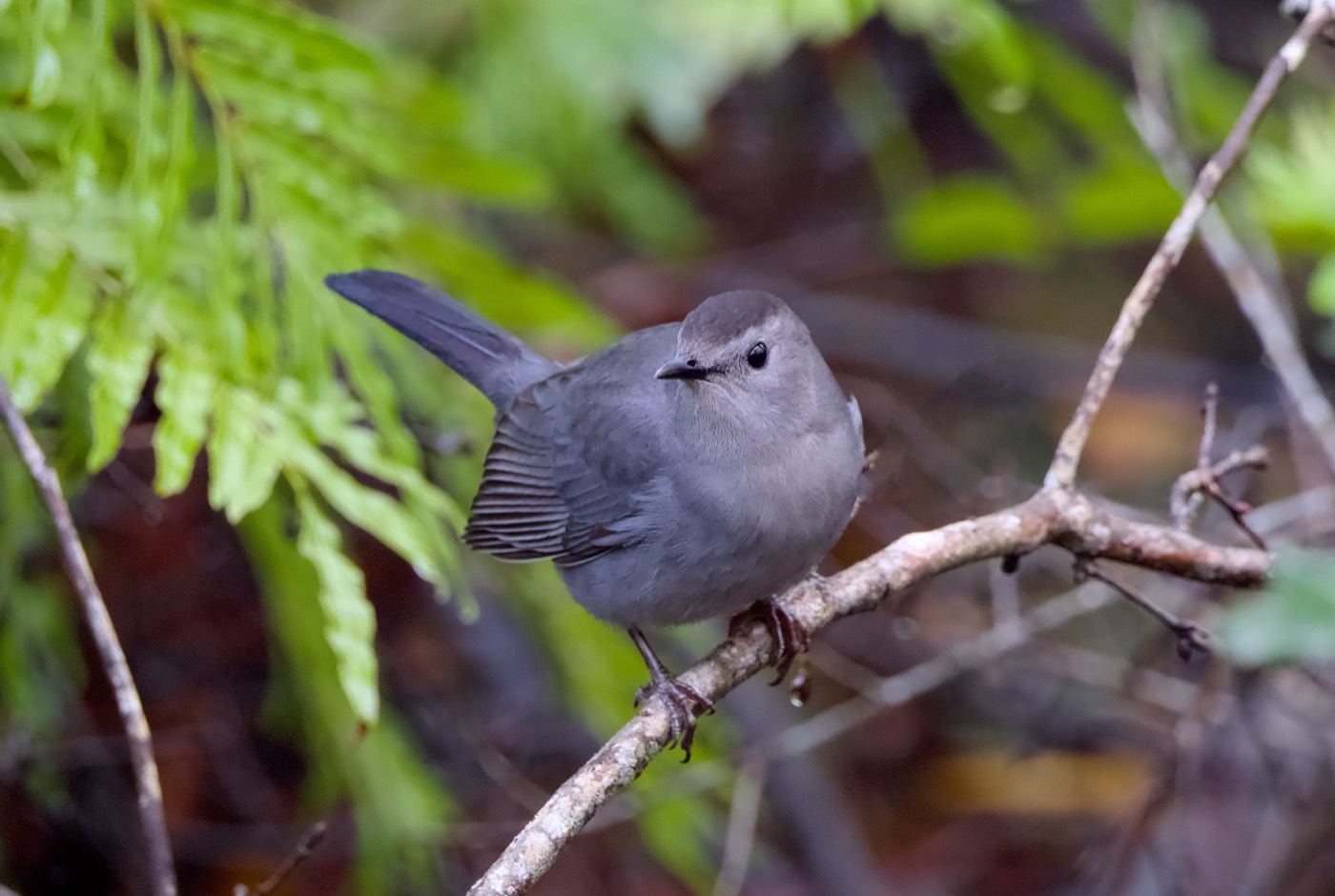 Gray Catbird, Tampa Bay, Florida — fine art print